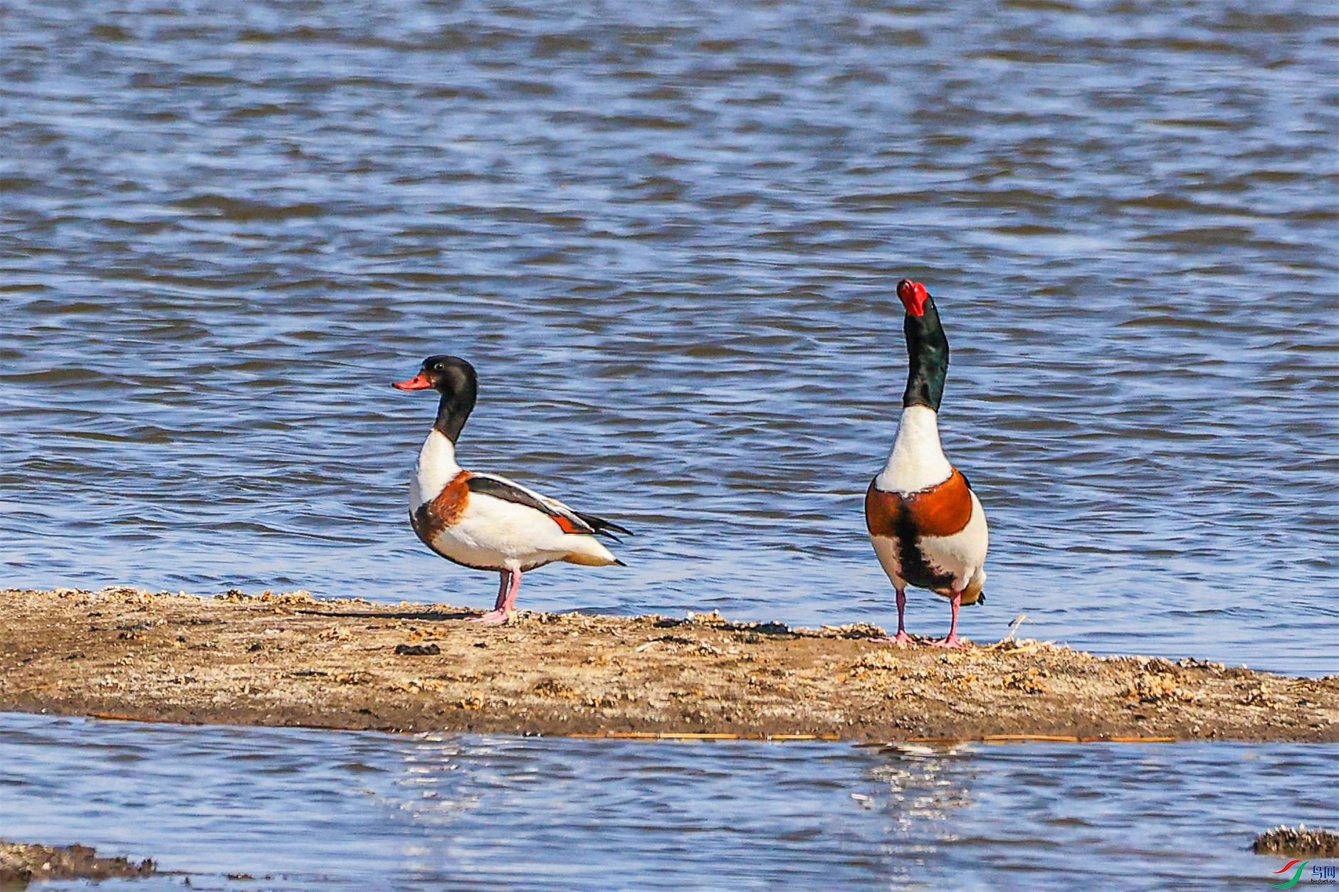 1K3A4137 ����1.jpg