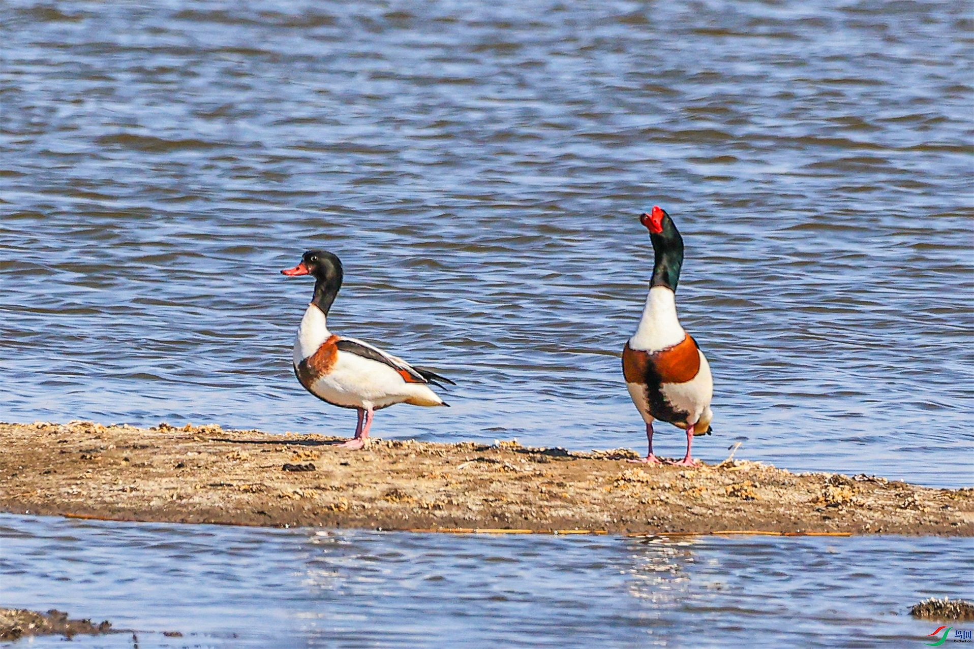 1K3A4135 ����1.jpg