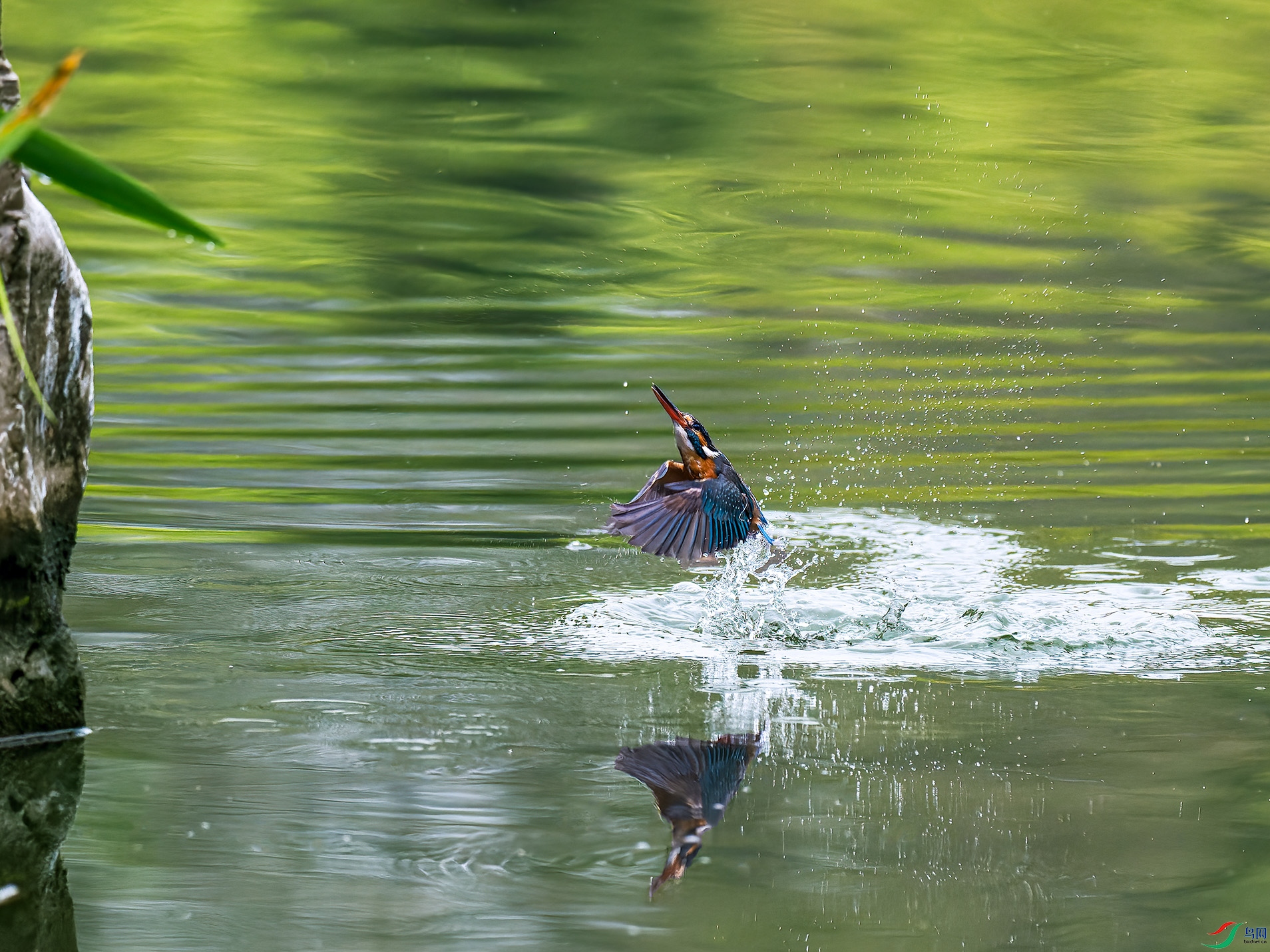 P3307444-ORF_DxO_DeepPRIME-�༭-�༭-2.jpg