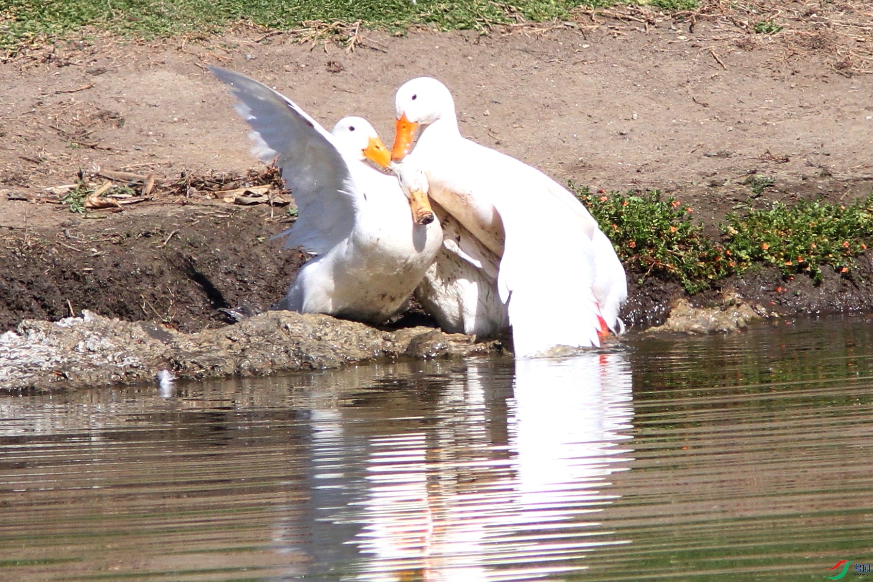 IMG_8803z_1.JPG