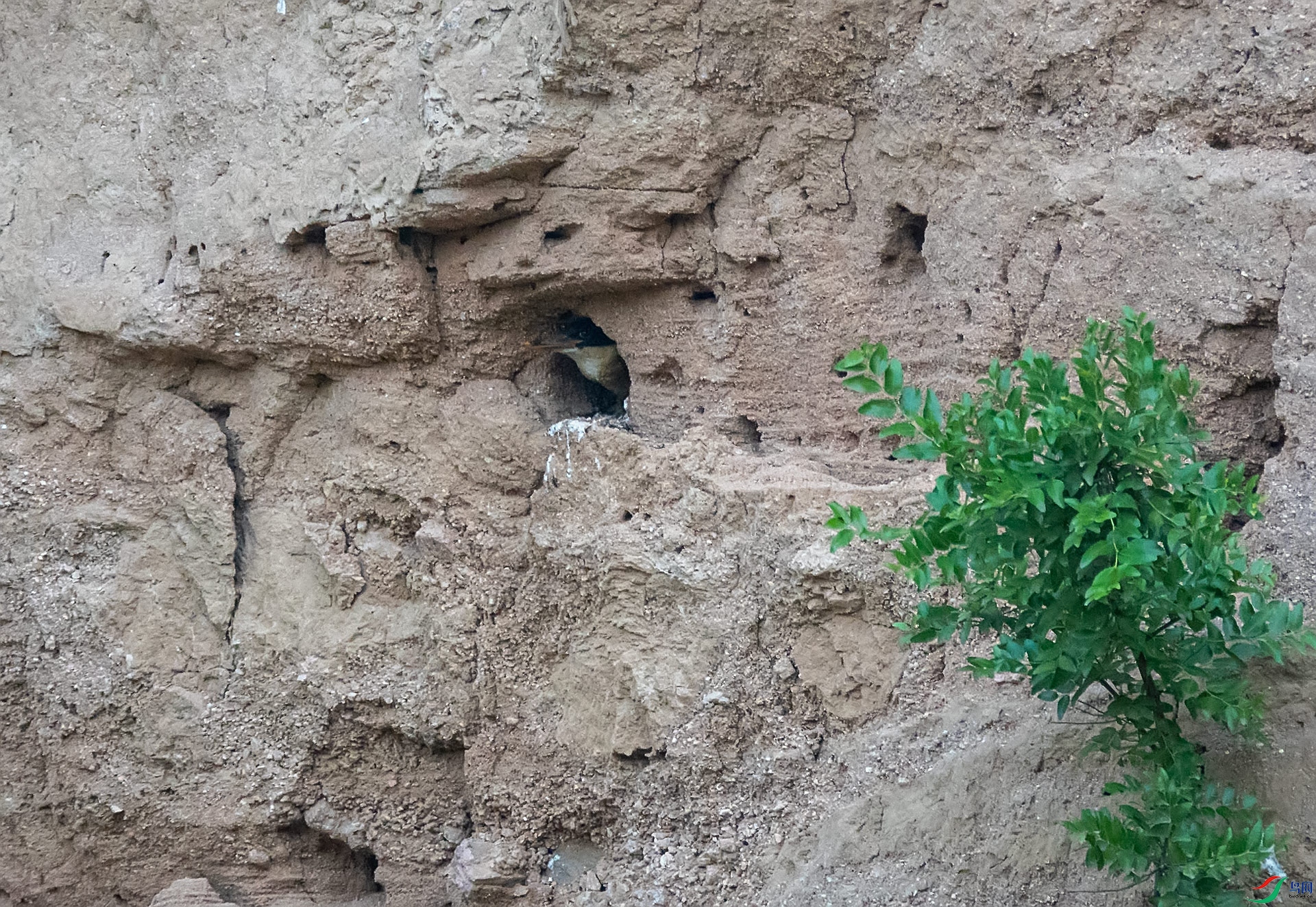 ��һֻ��¶ͷ