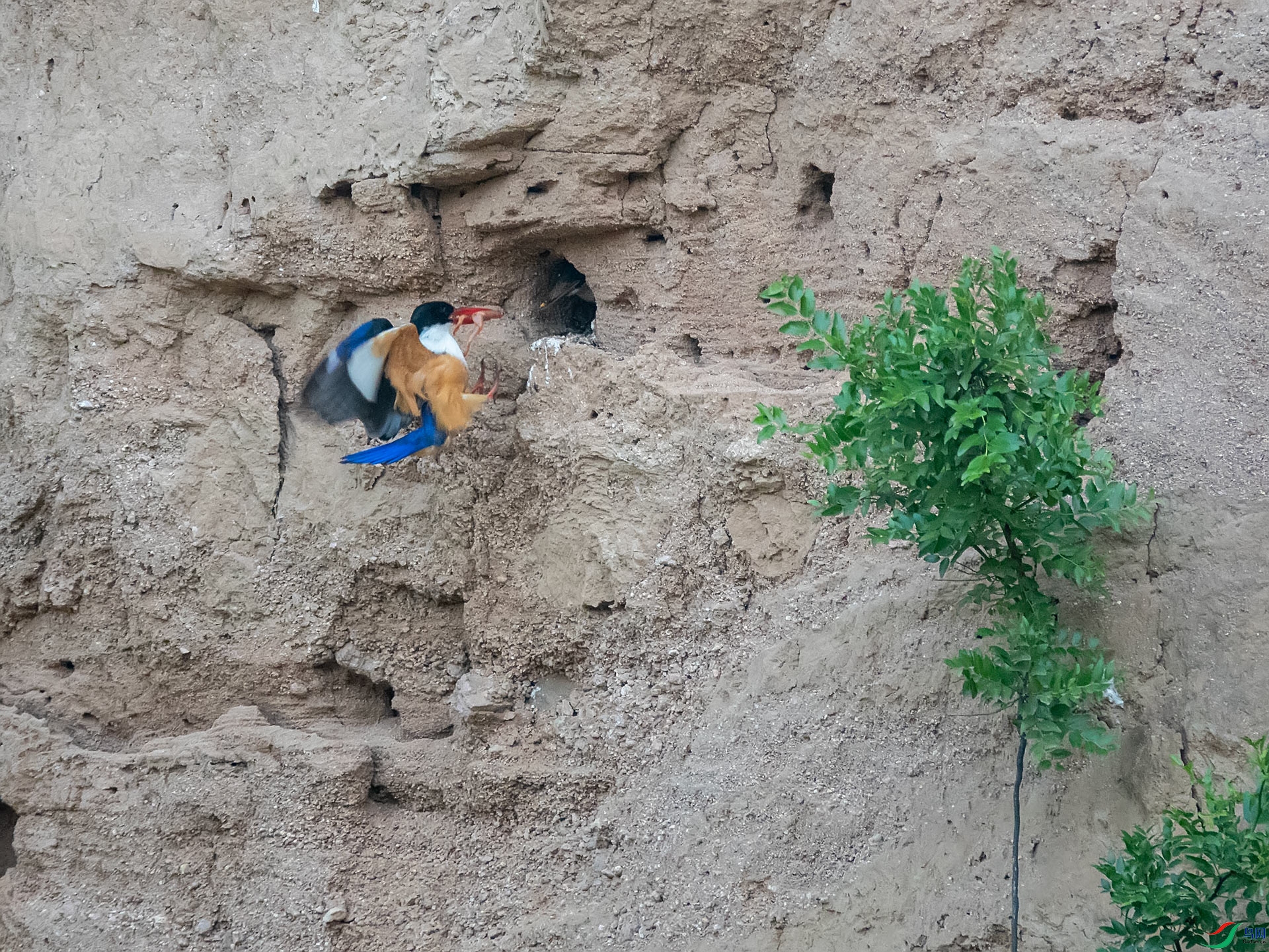 ������ιʳ