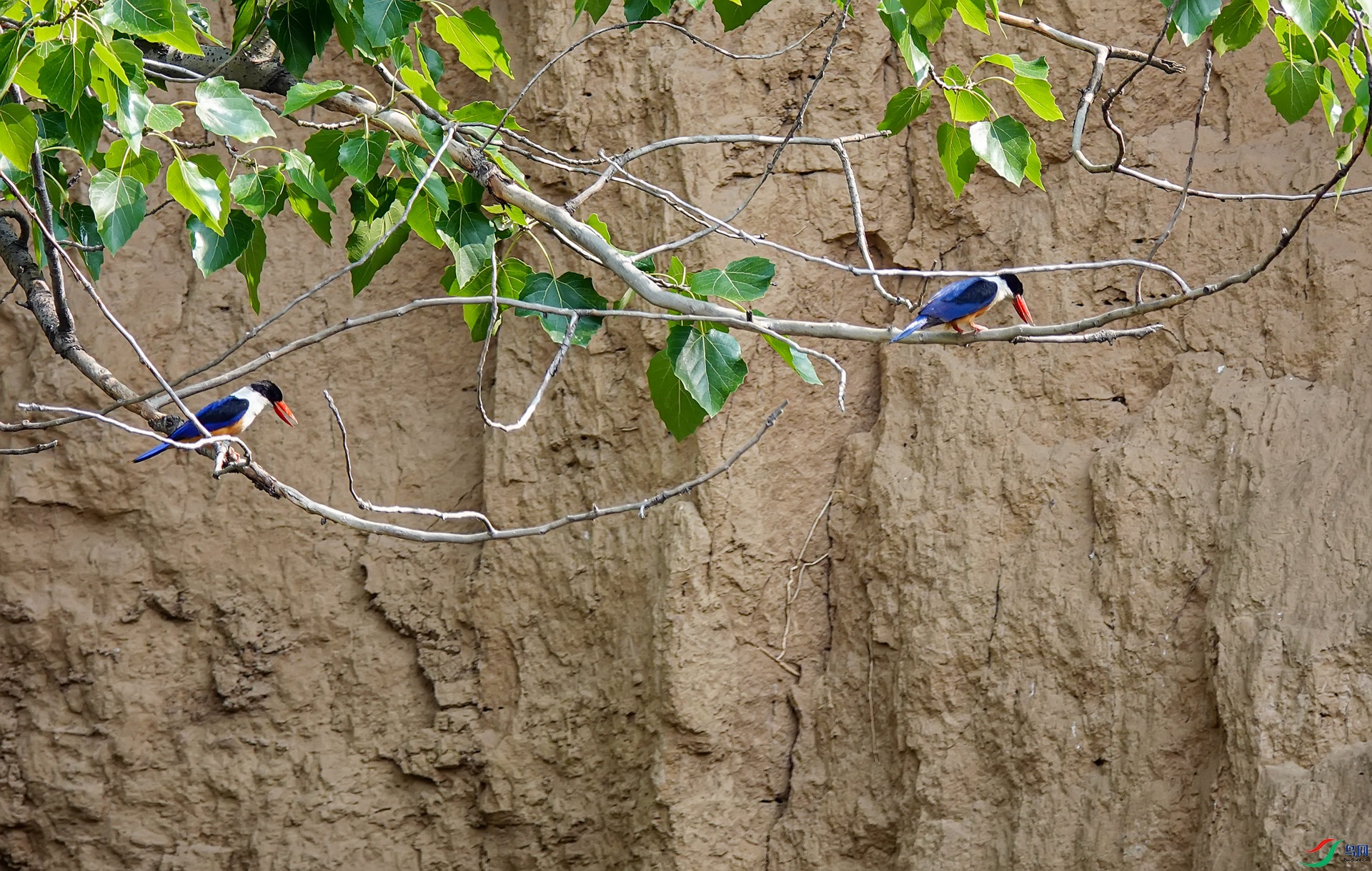 ����޶��ڸ����غ�