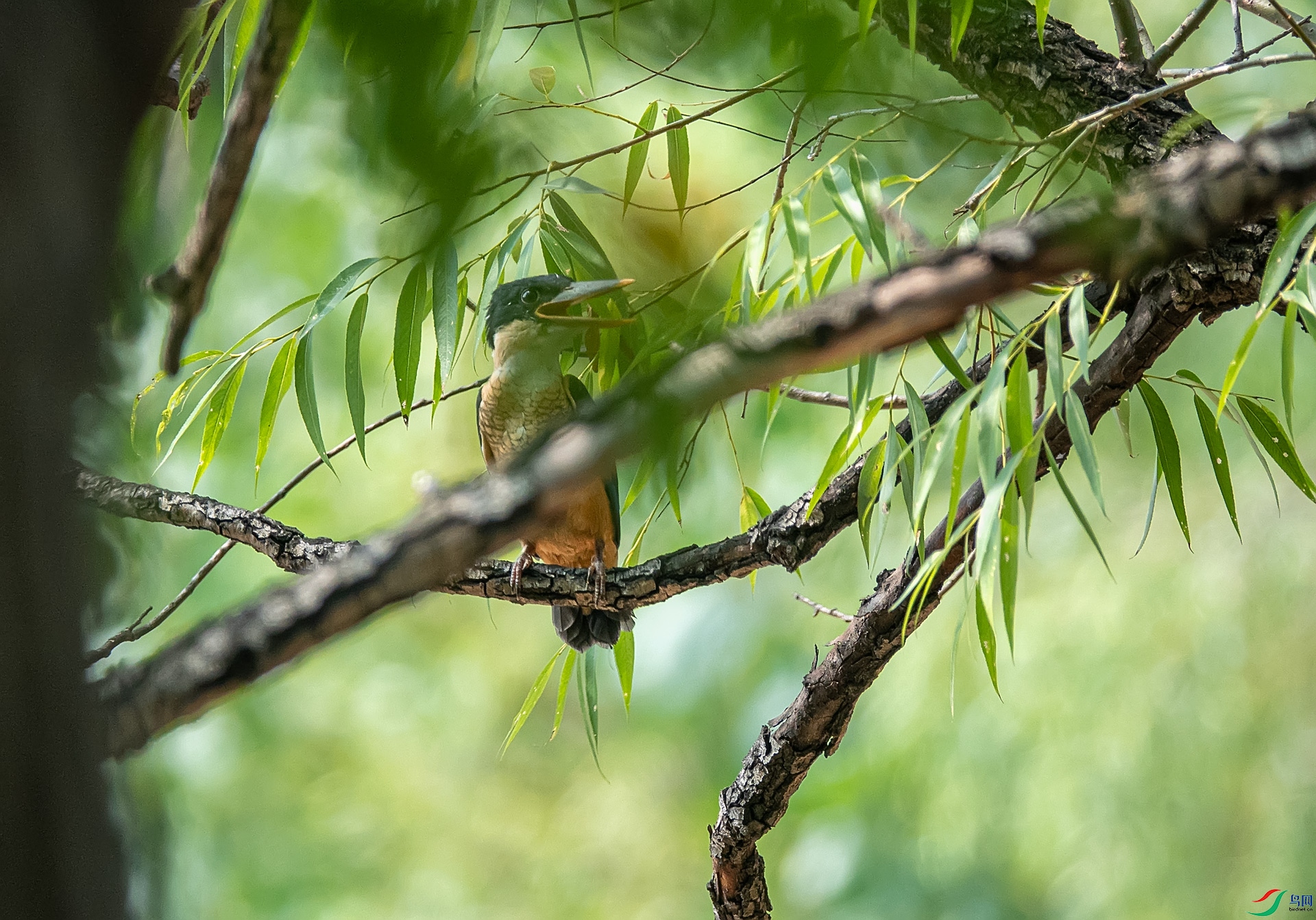 ���ɵ�һֻС��