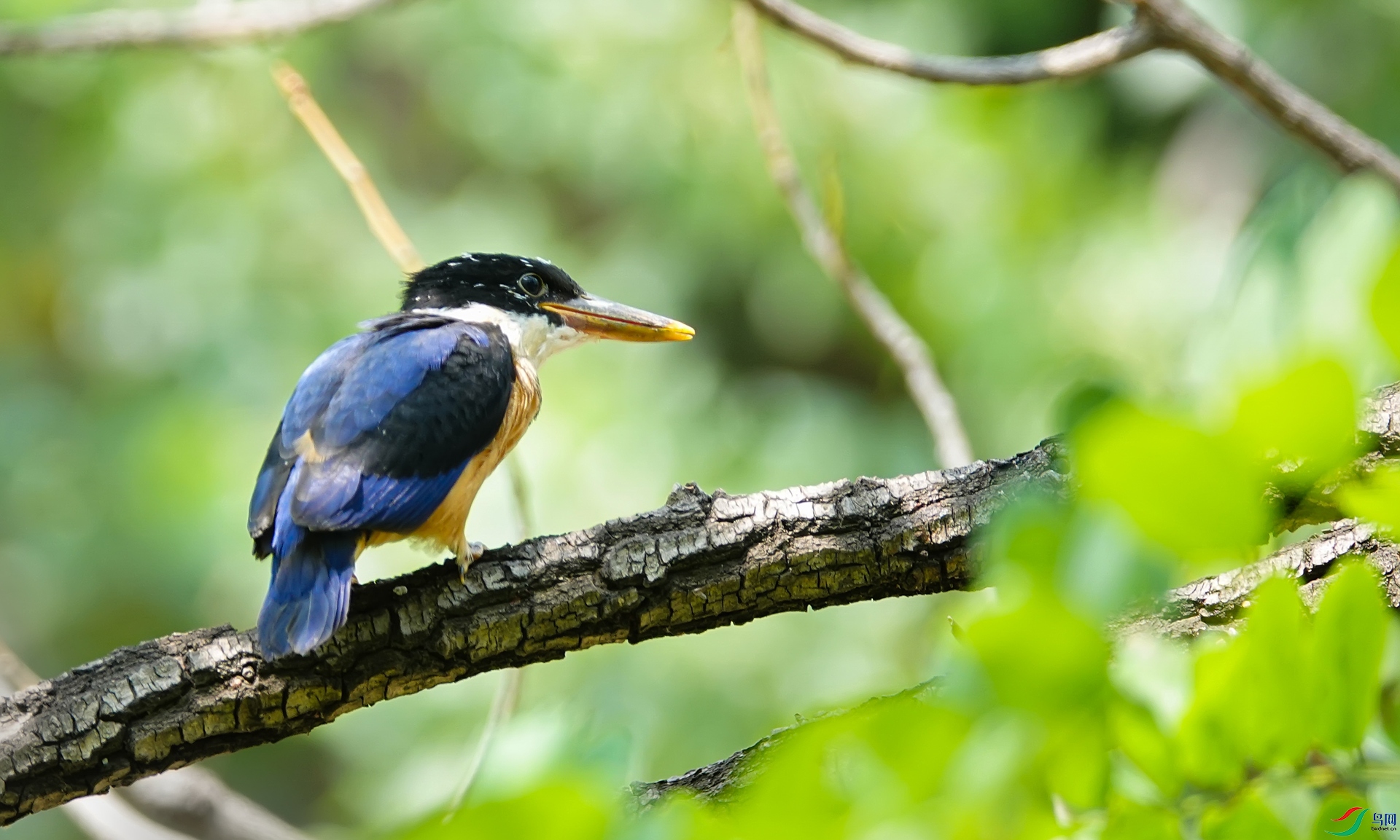 ���ɵڶ�ֻС��