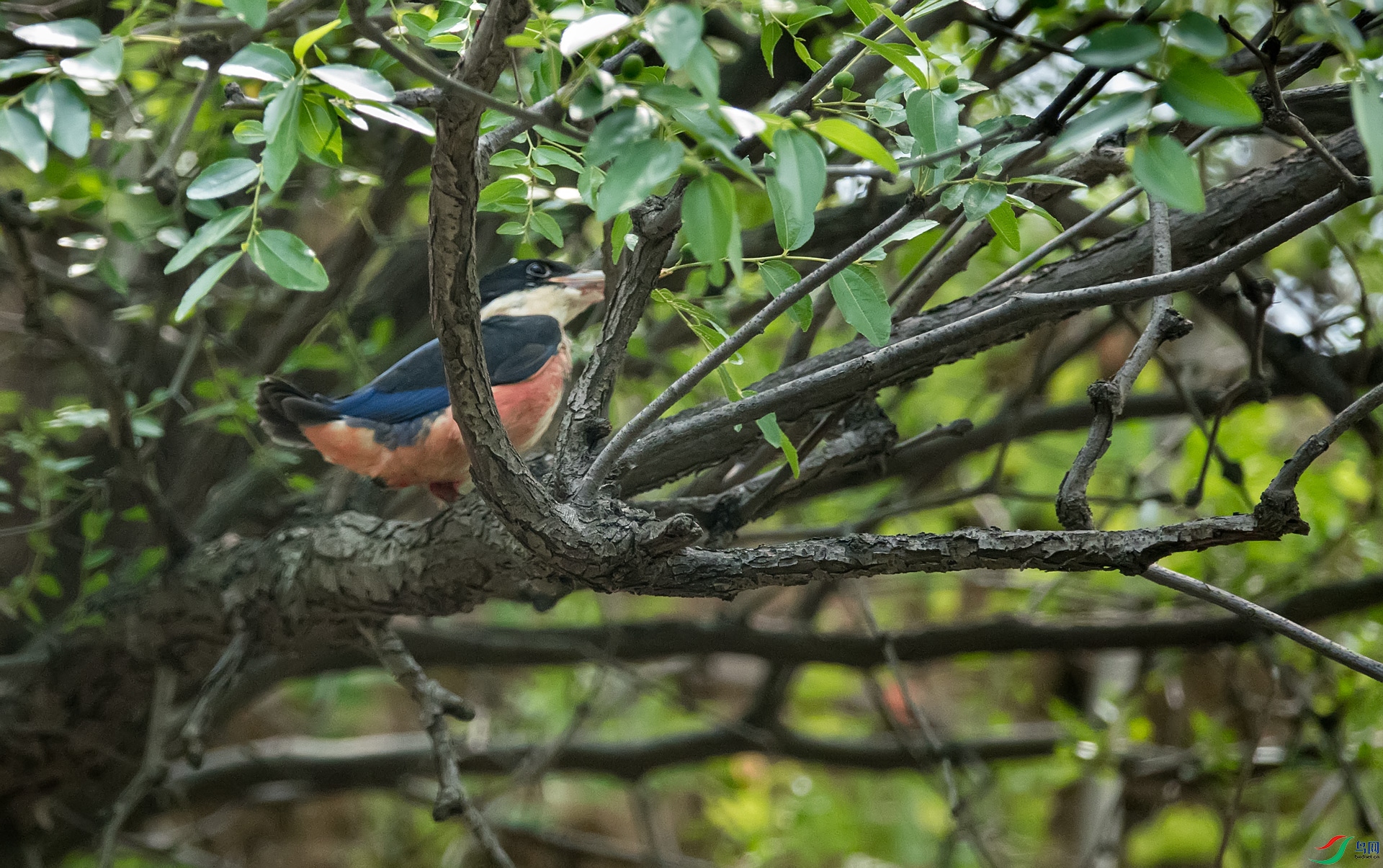 ����ֻС���䴦