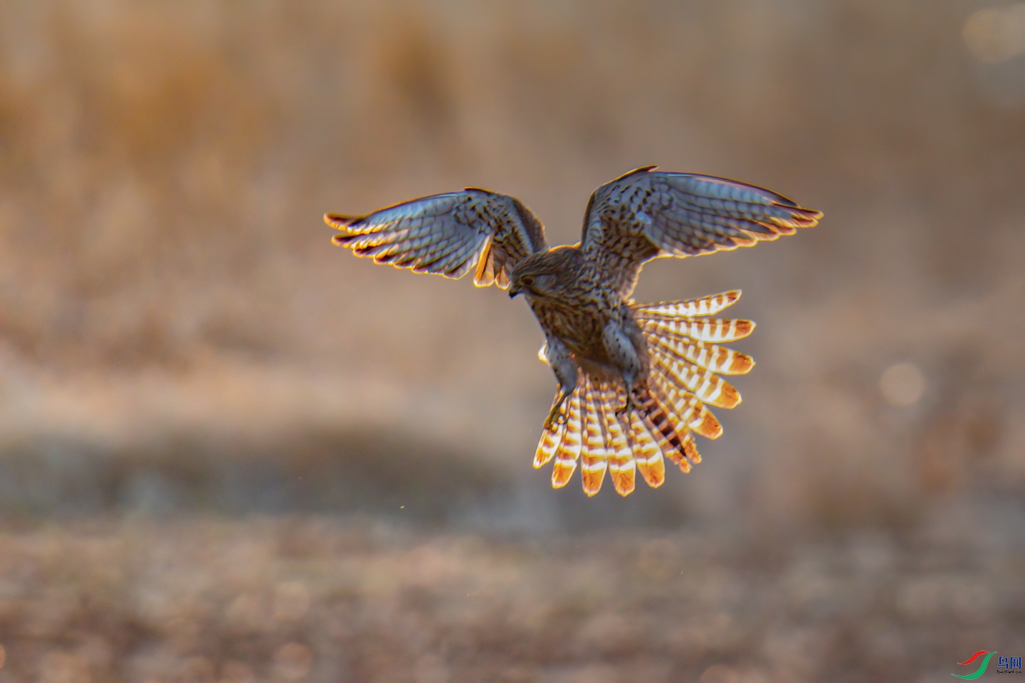 DSC_8107-1.jpg