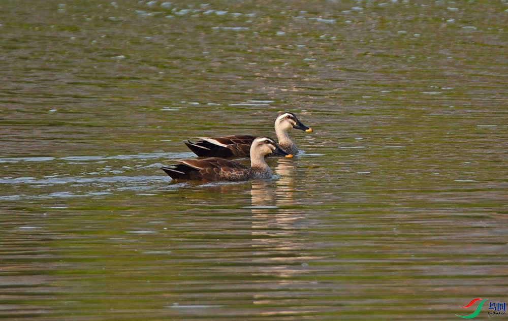 DSC_7384.jpg