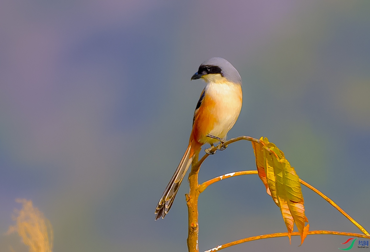 DSC_8662.JPG