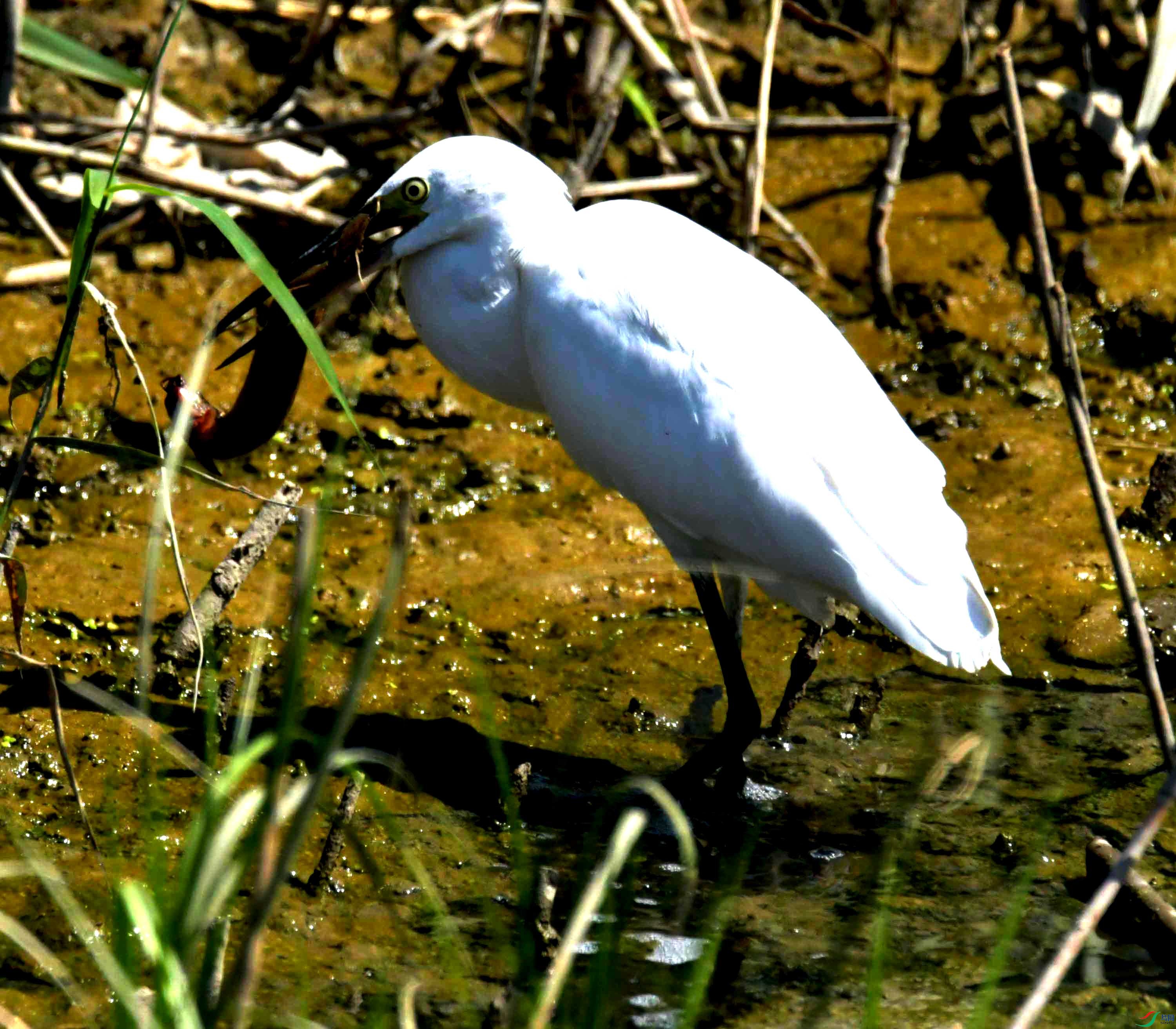 DSC_1961.JPG