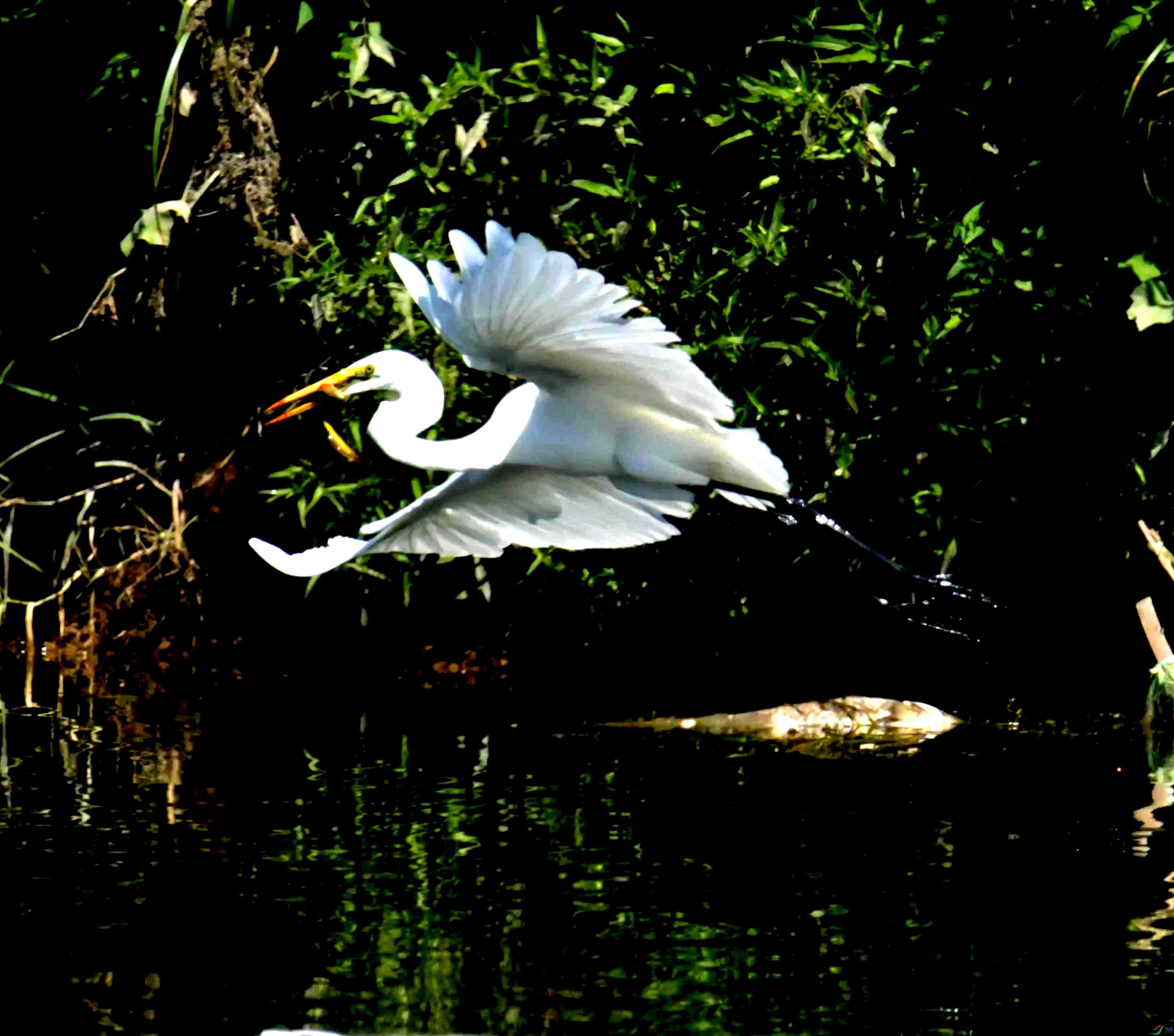 DSC_1936.JPG