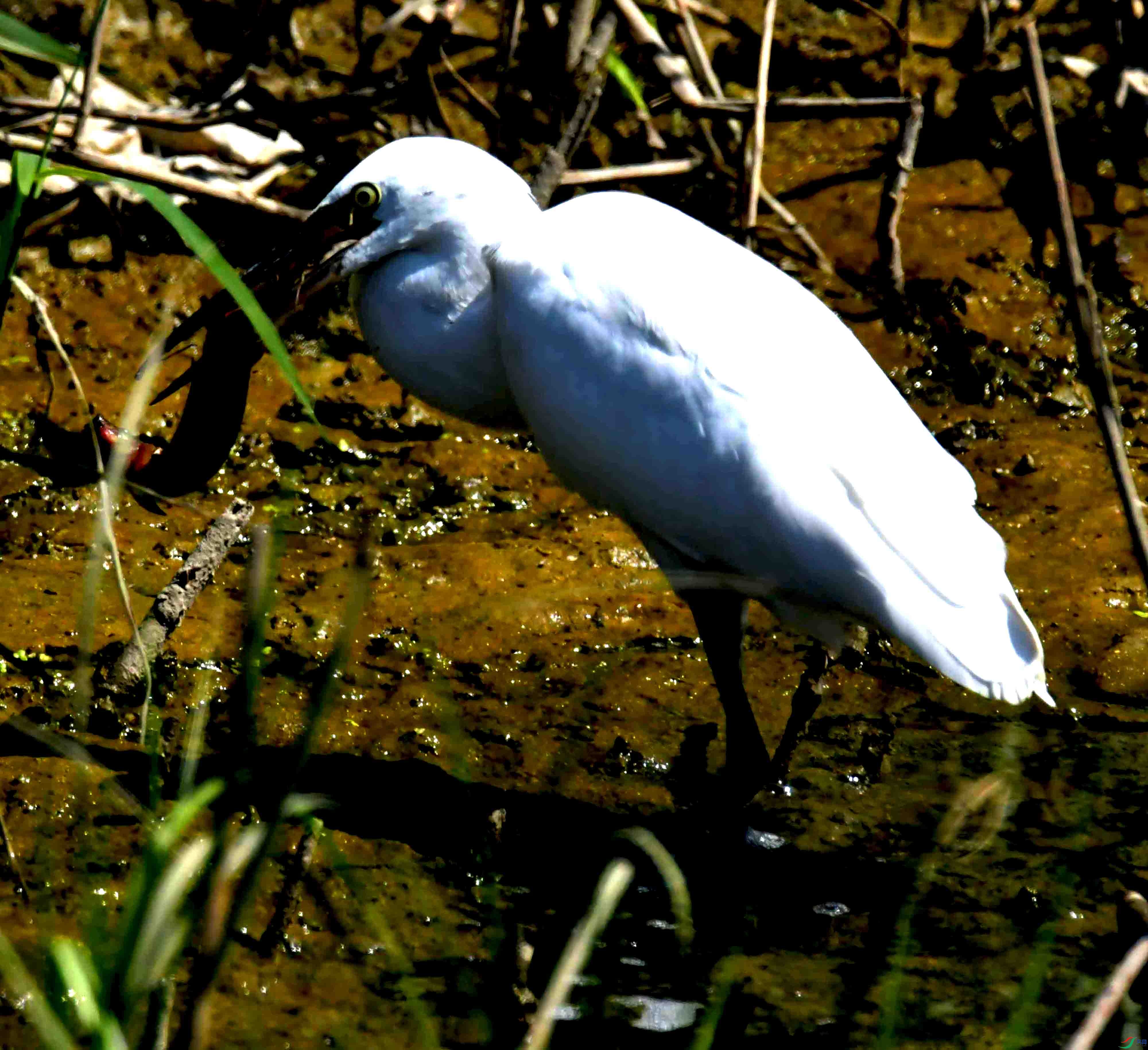 DSC_1960.JPG
