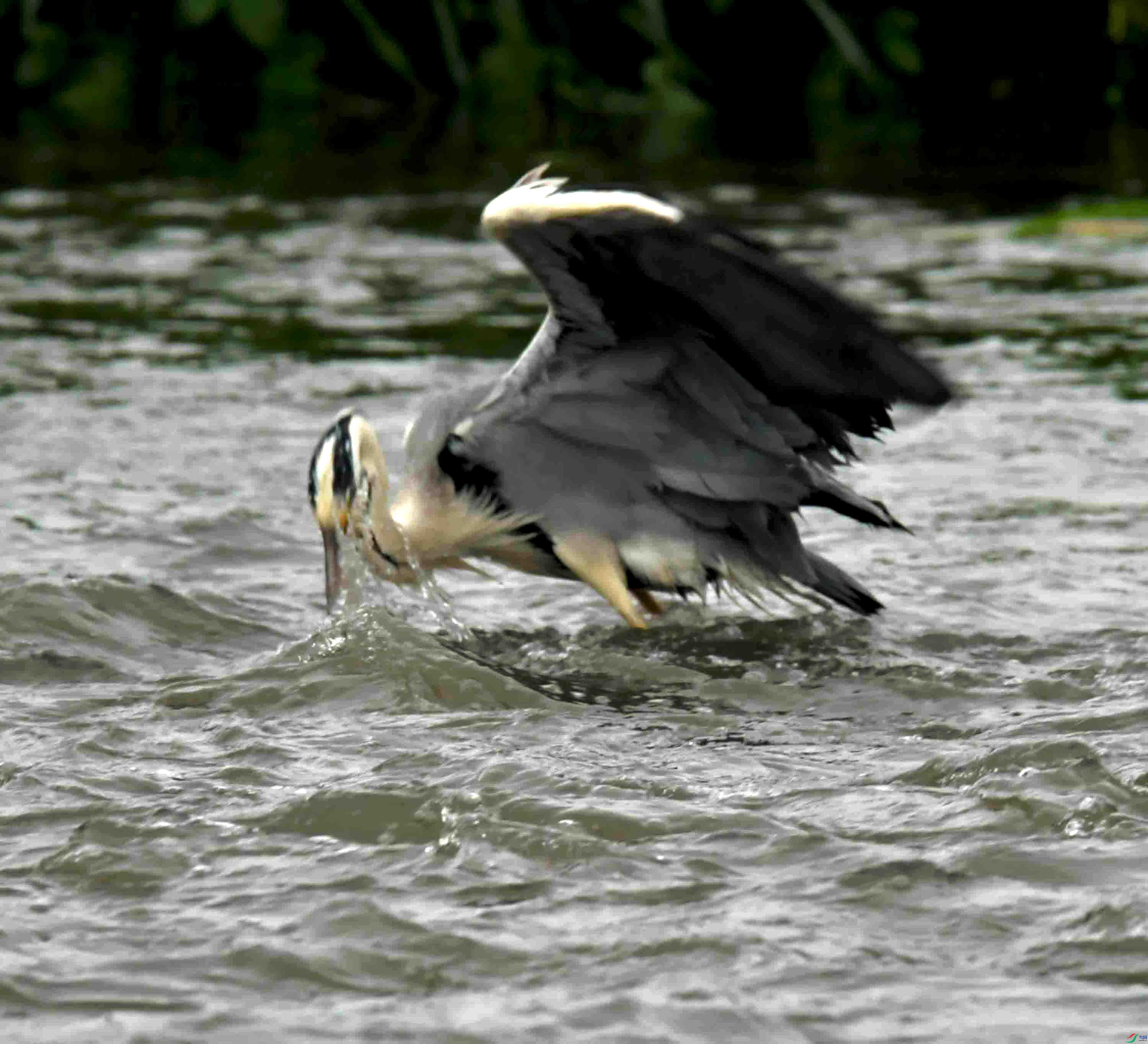 DSC_1357.JPG