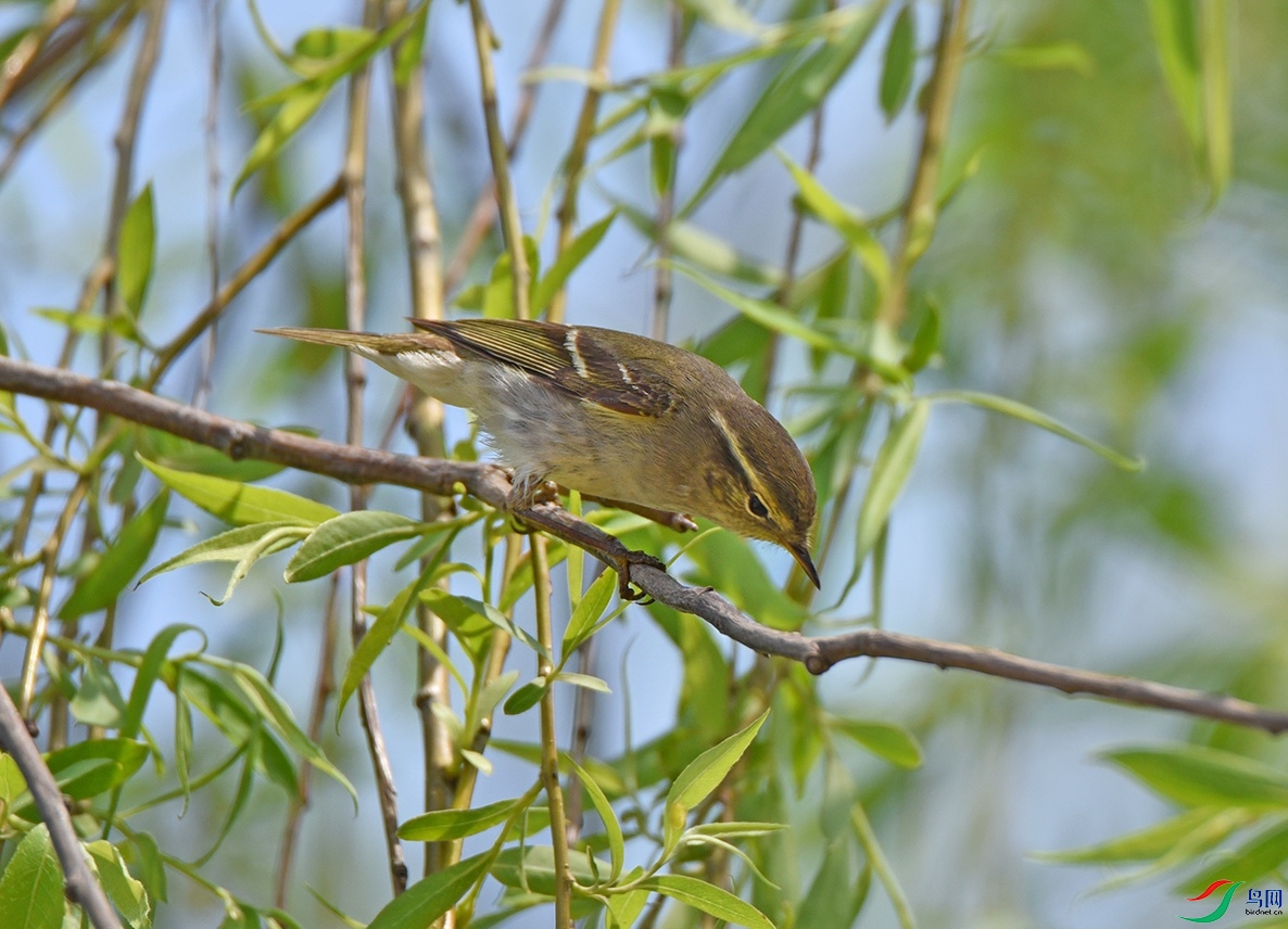DSC_7755.jpg