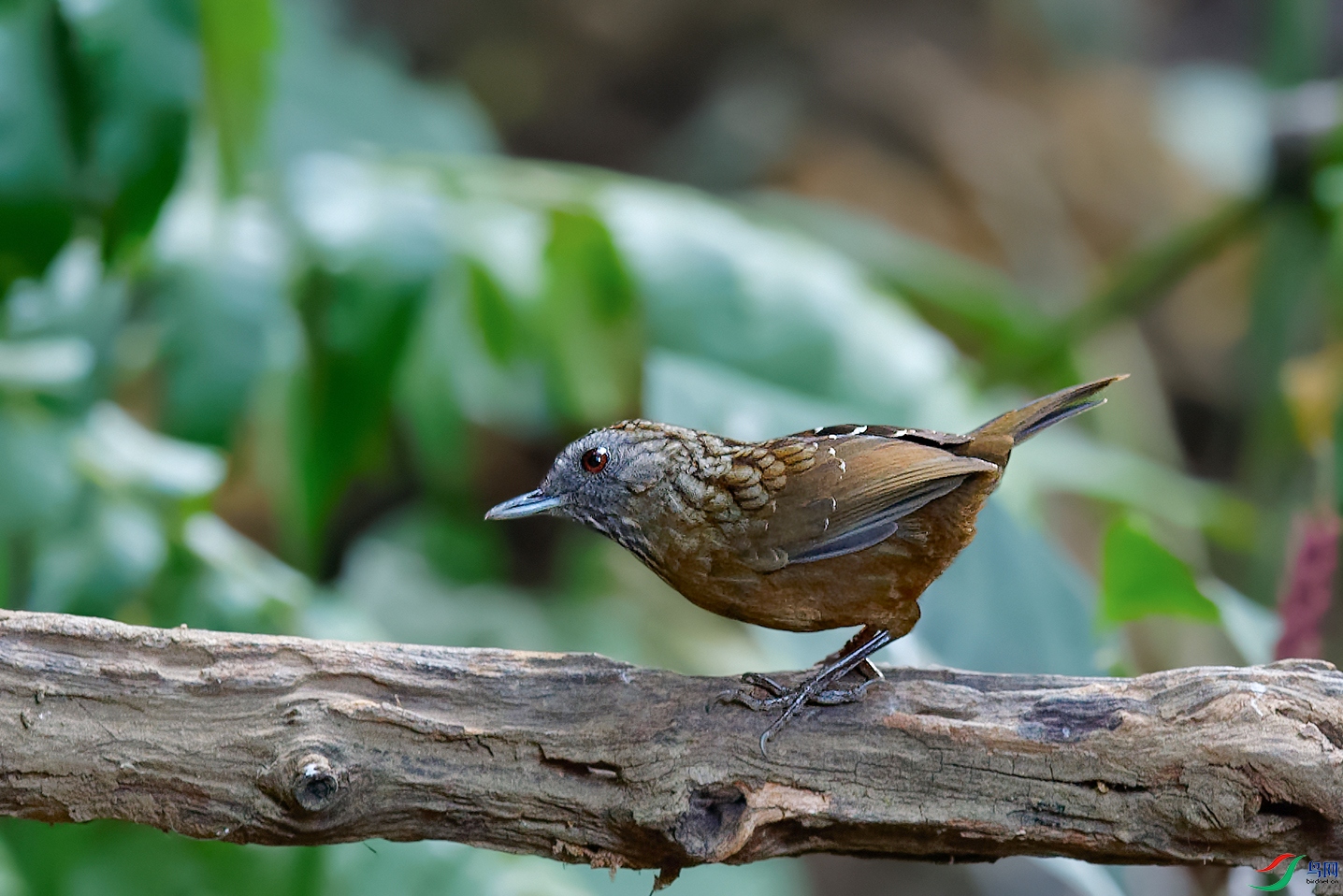DSC_5491_DxOa.jpg
