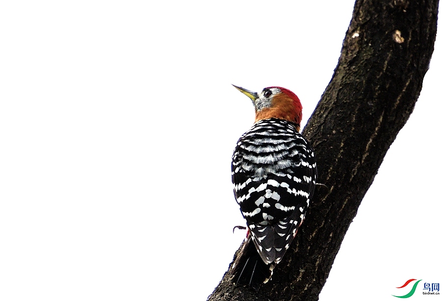 DSC_1375_����.jpg
