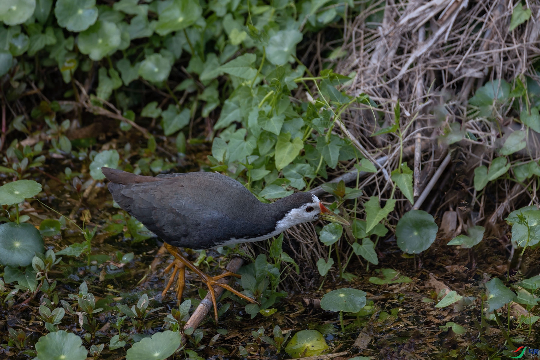 ���ؿ����