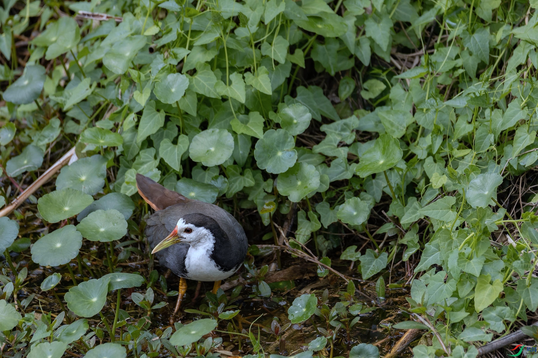 ���ؿ����