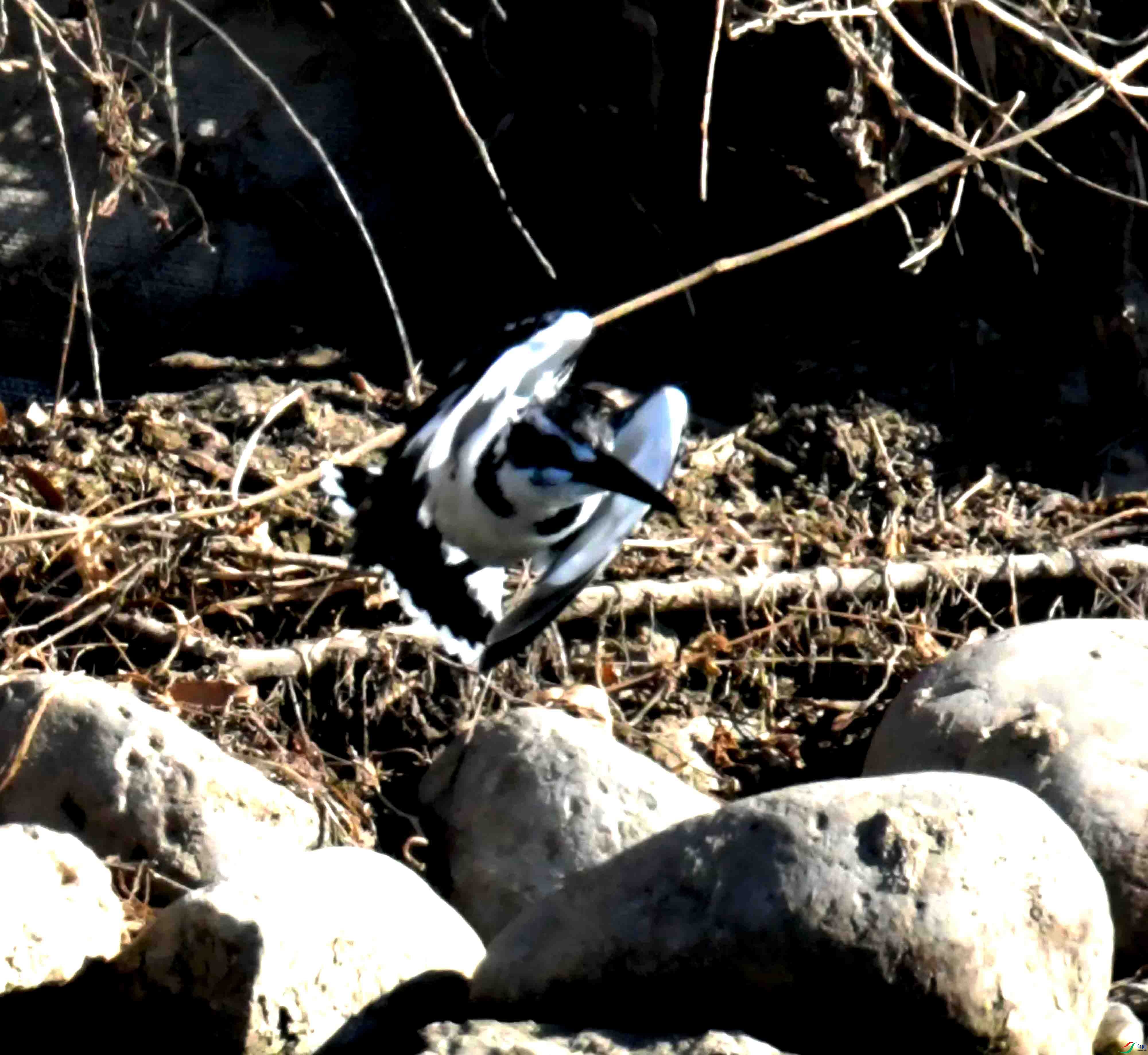 DSC_0676.JPG