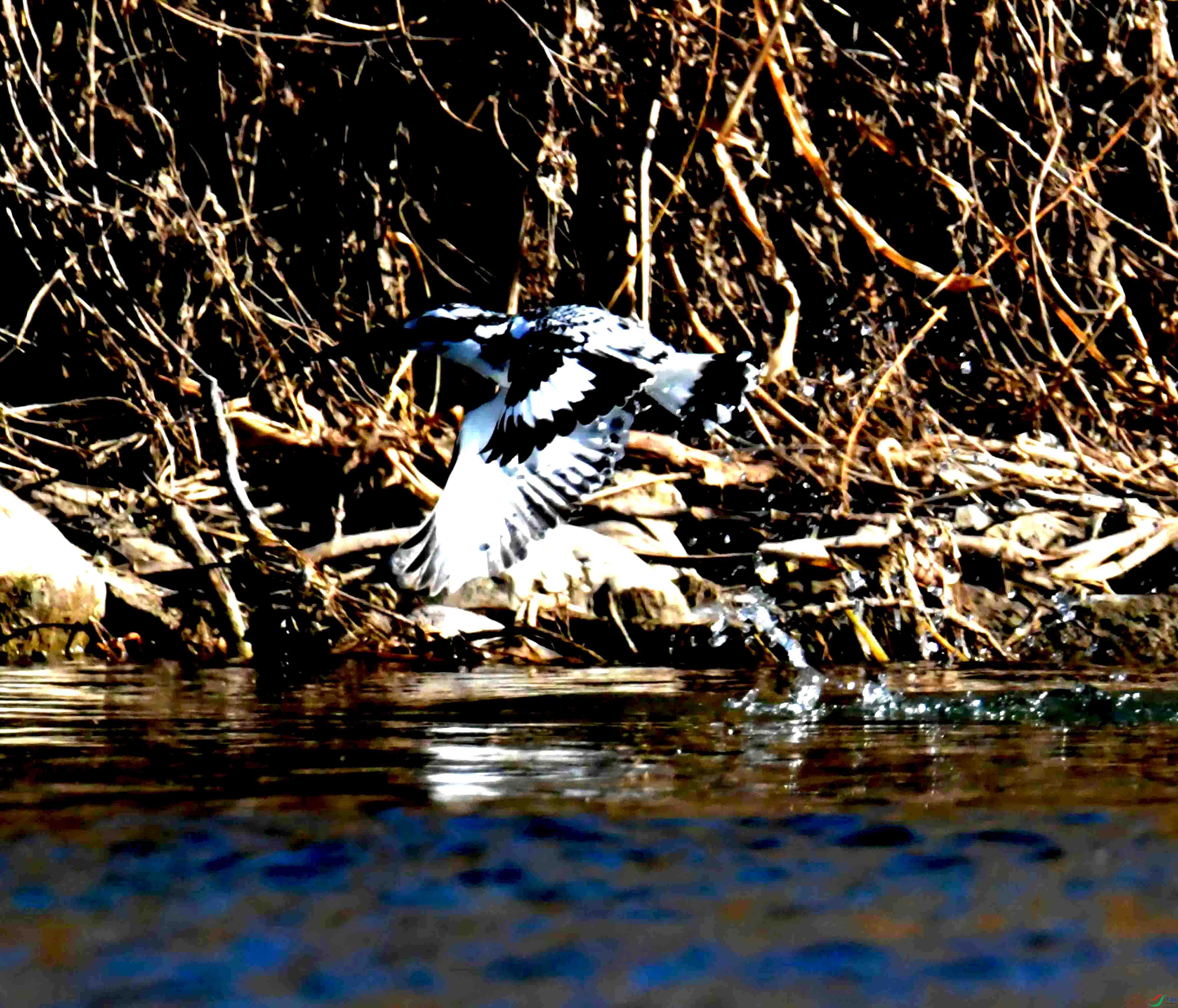 DSC_0679.JPG