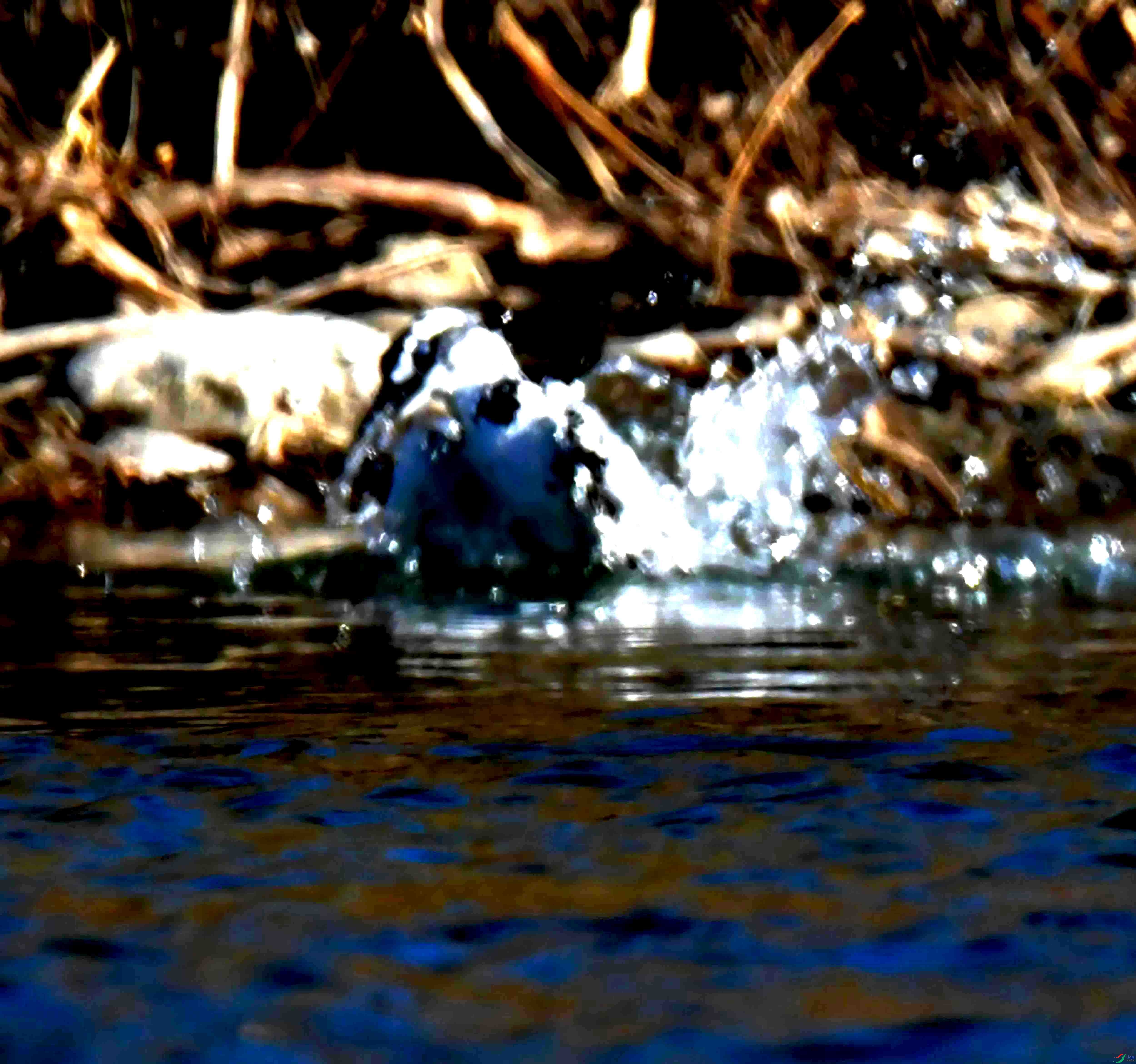 DSC_0677.JPG