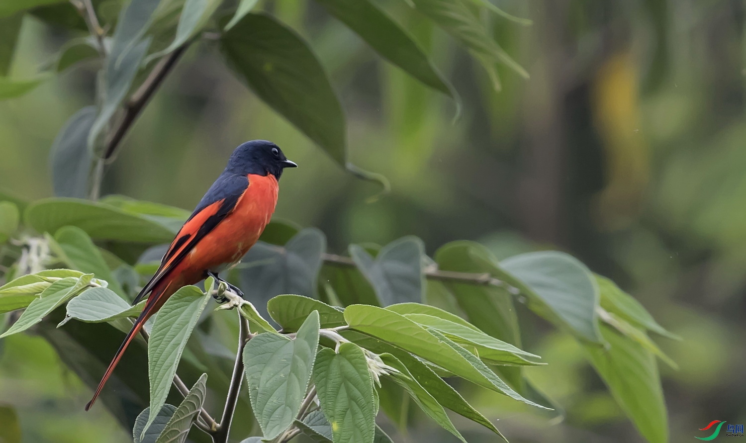 ���ɽ����