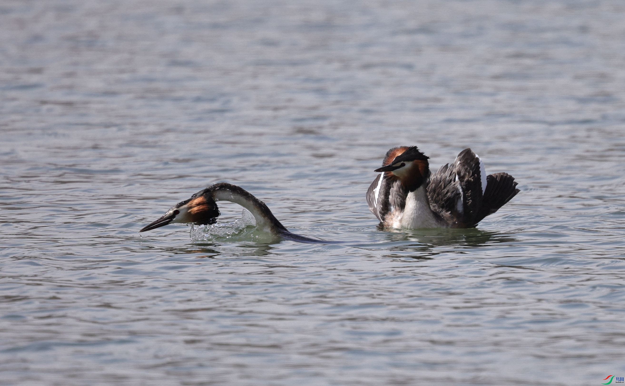 7X5A1071 - ����_����.jpg