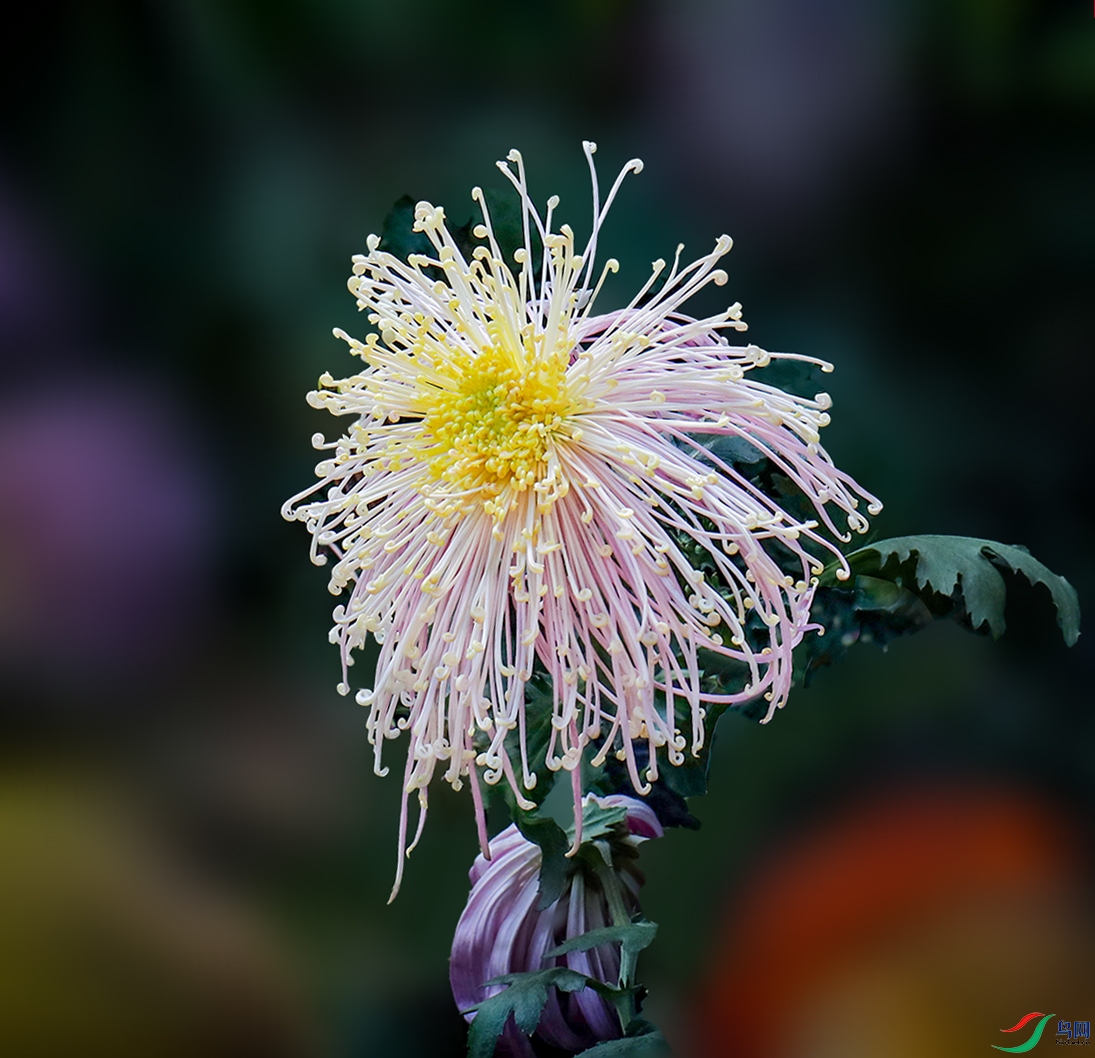 00000583A0297 �������ߴ��� 1000k.jpg