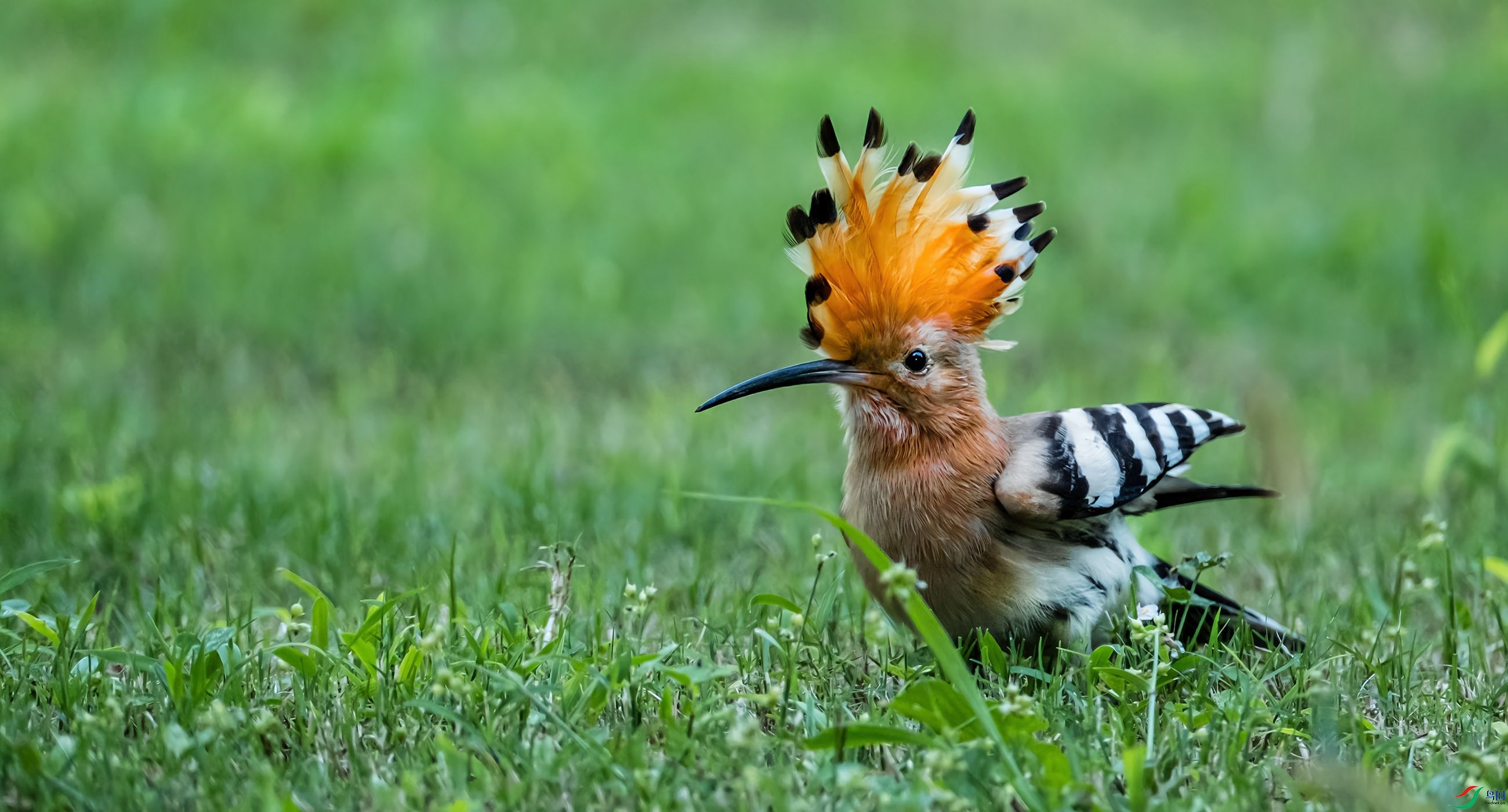 ����Ĵ�ʤ��