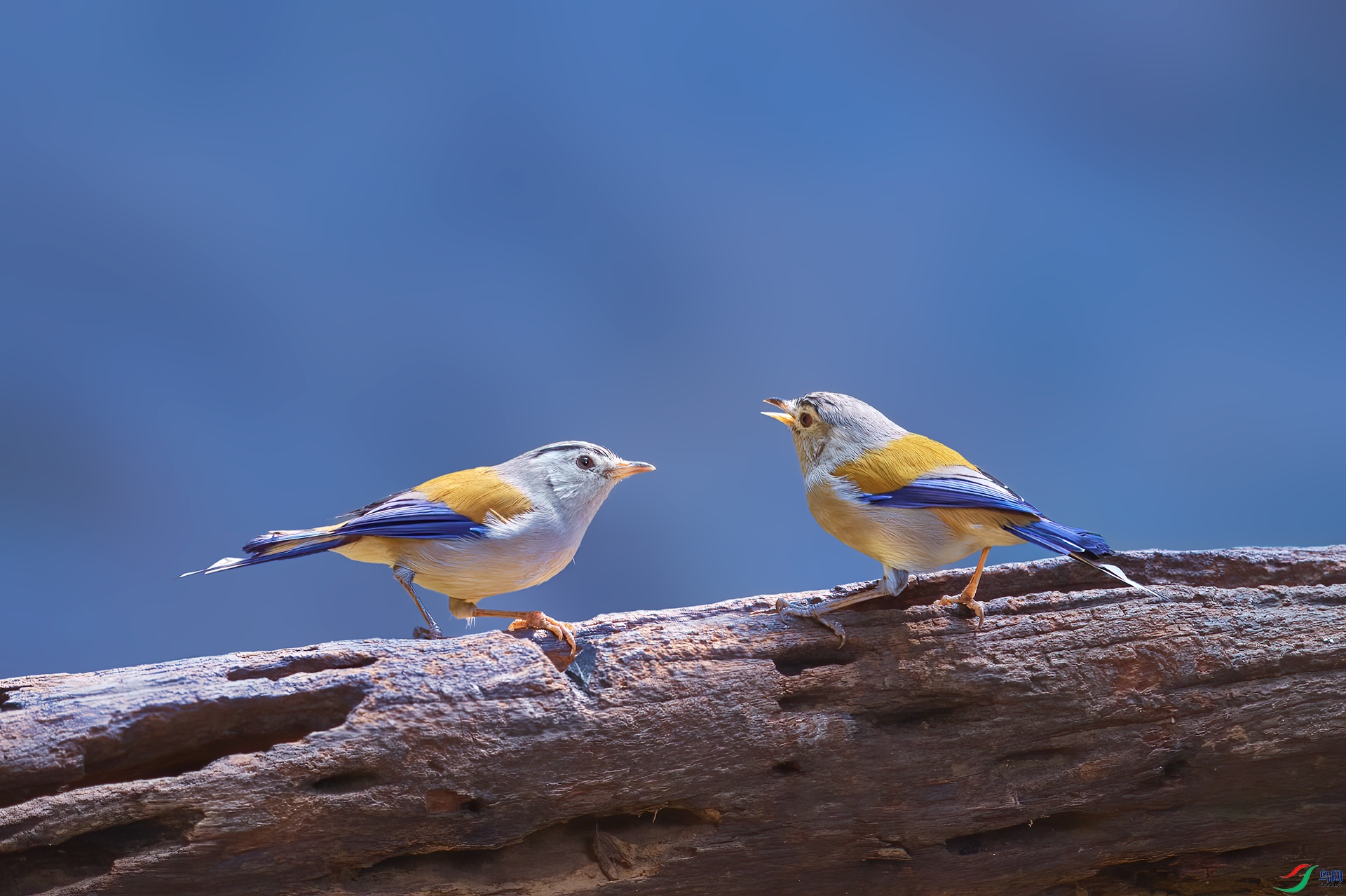 _DSC5295-topaz-enhance-denoiseraw.jpg