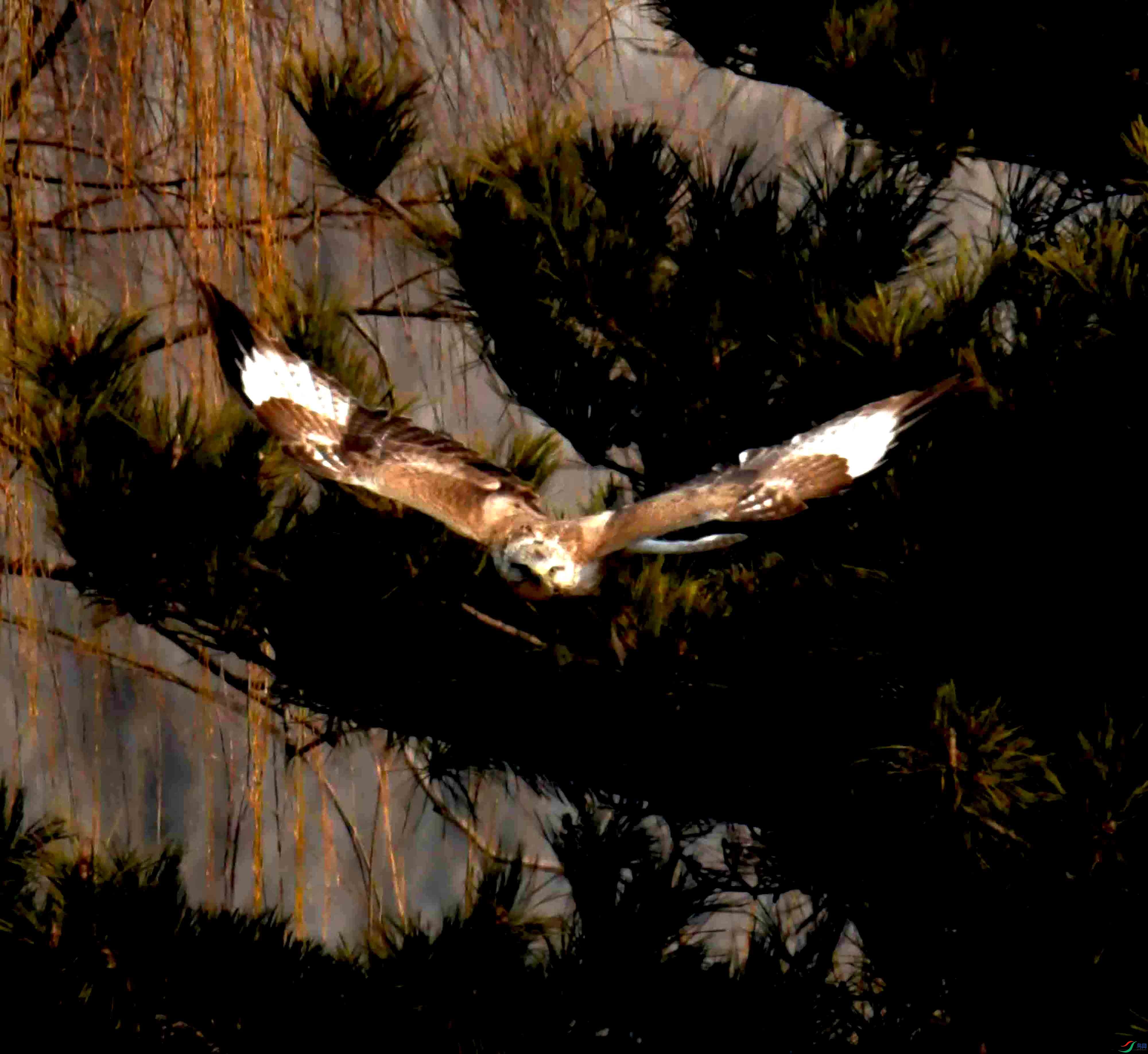 DSC_0462.JPG