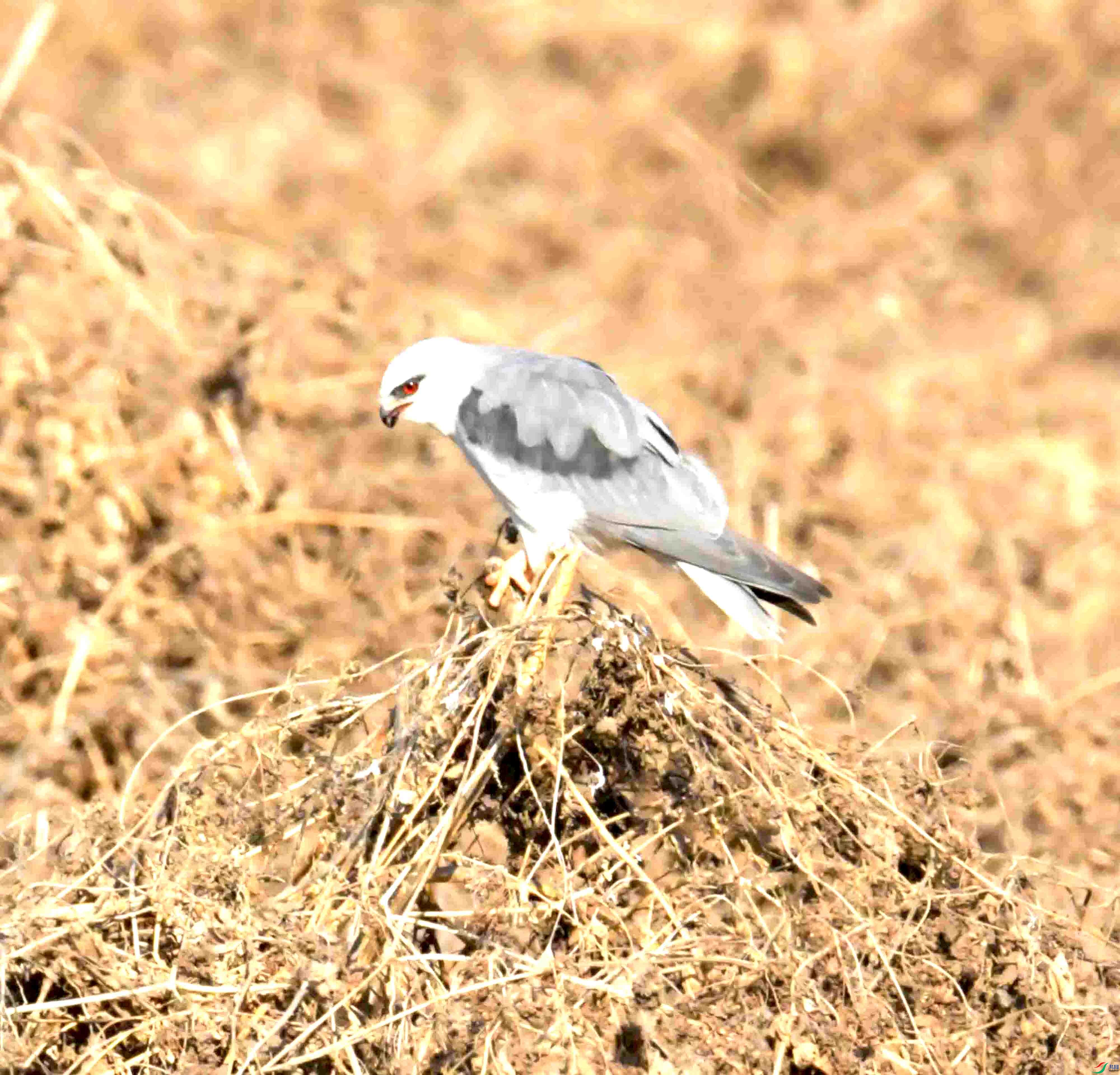 DSC_0325.JPG