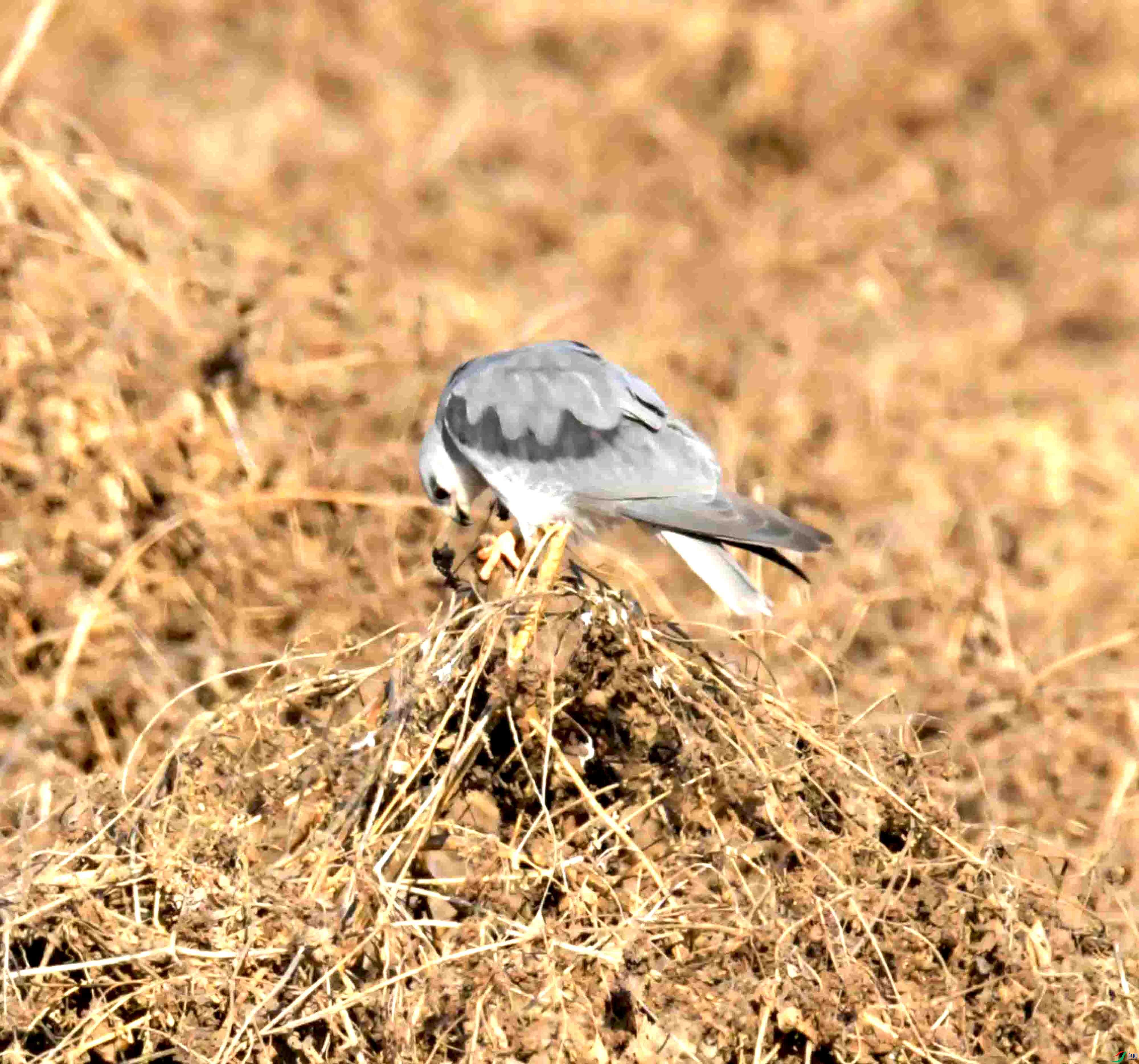 DSC_0326.JPG