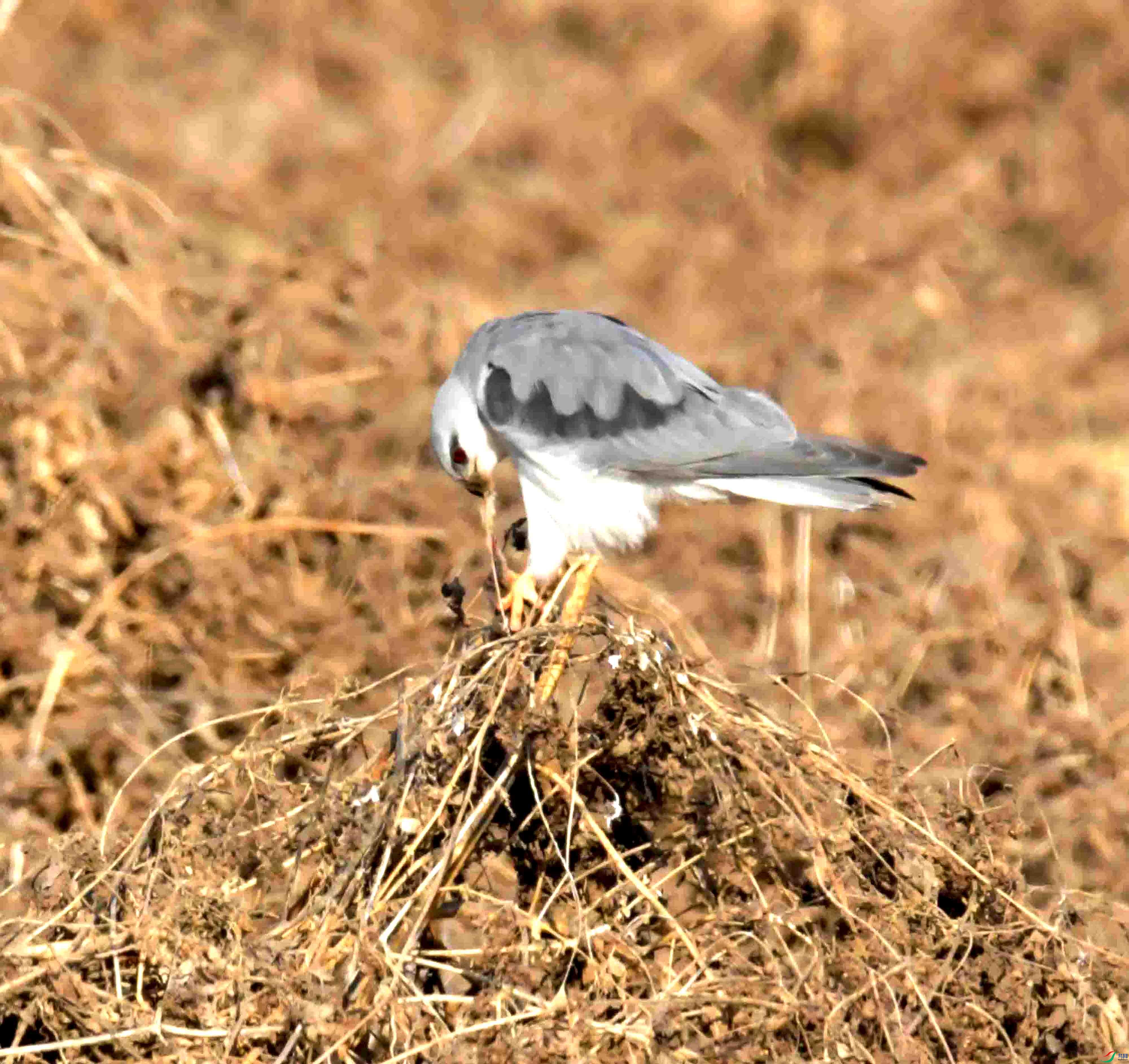 DSC_0332.JPG
