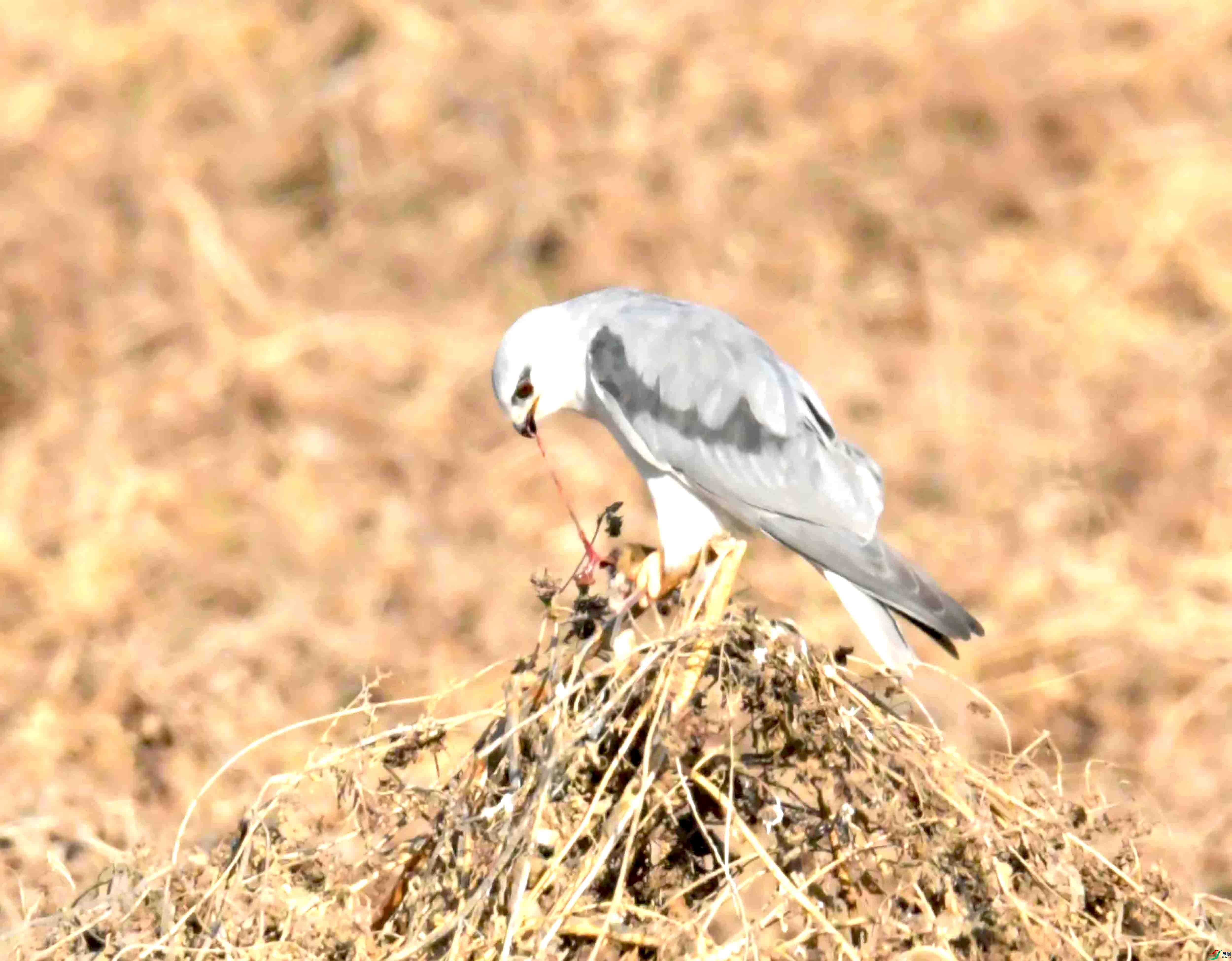 DSC_0356.JPG