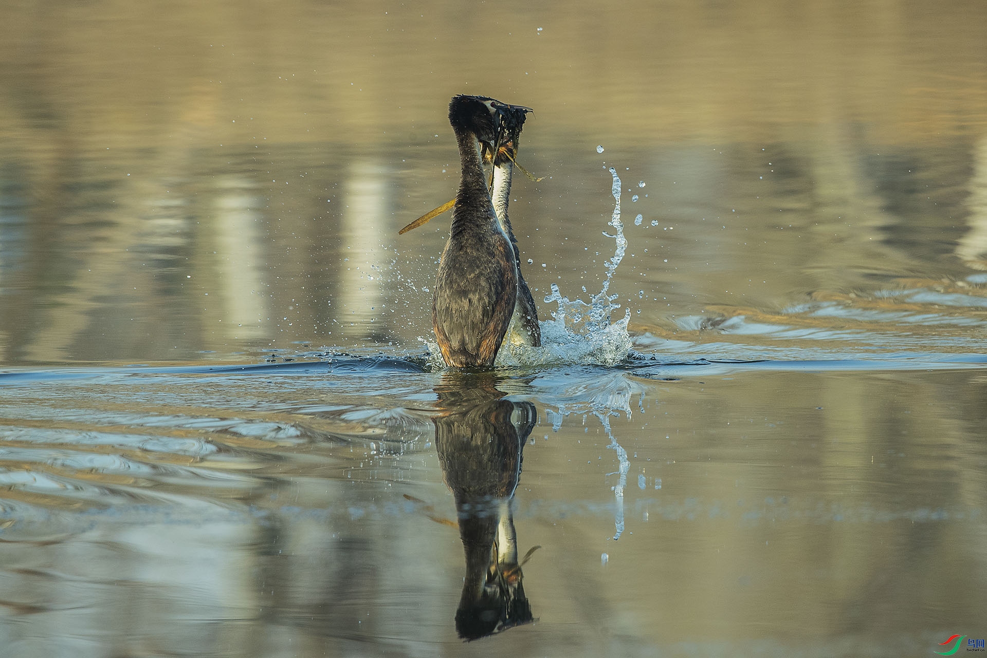 CD0I6783 ����.jpg