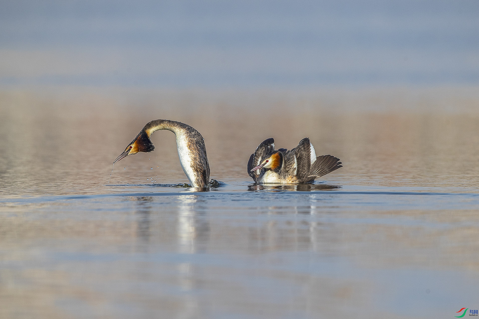 CD0I8010 ����.jpg