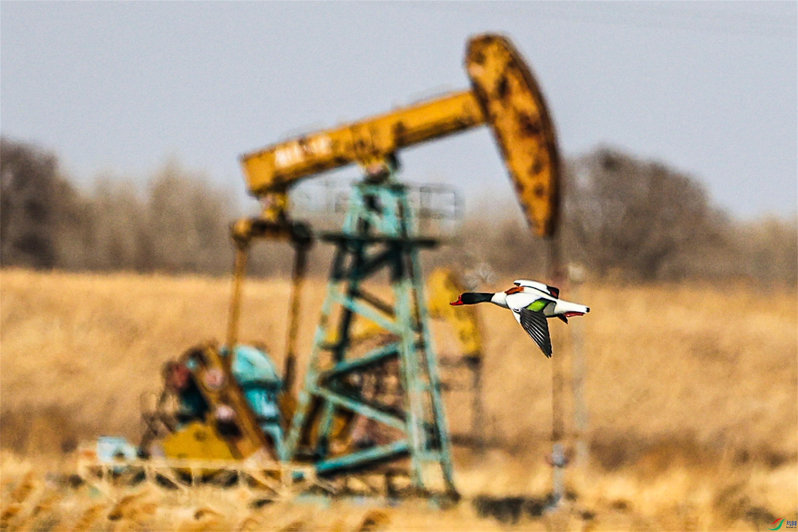 1K3A1105 ����1.jpg