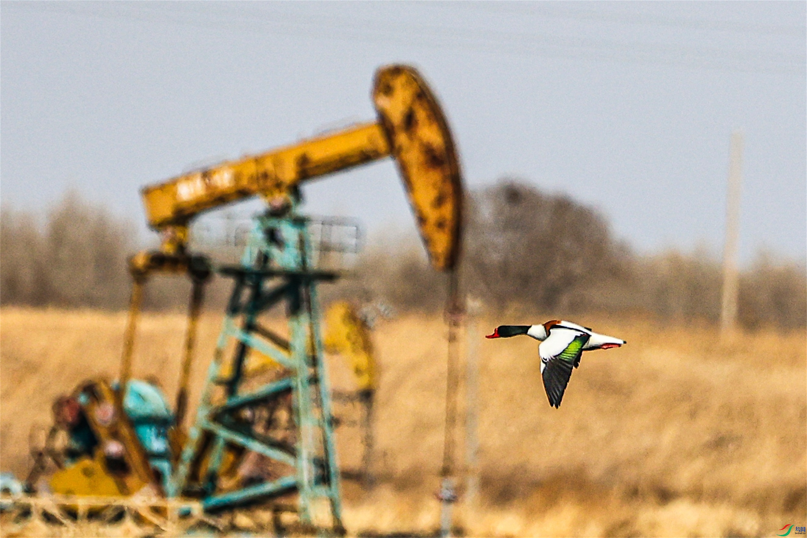 1K3A1104 ����11.jpg