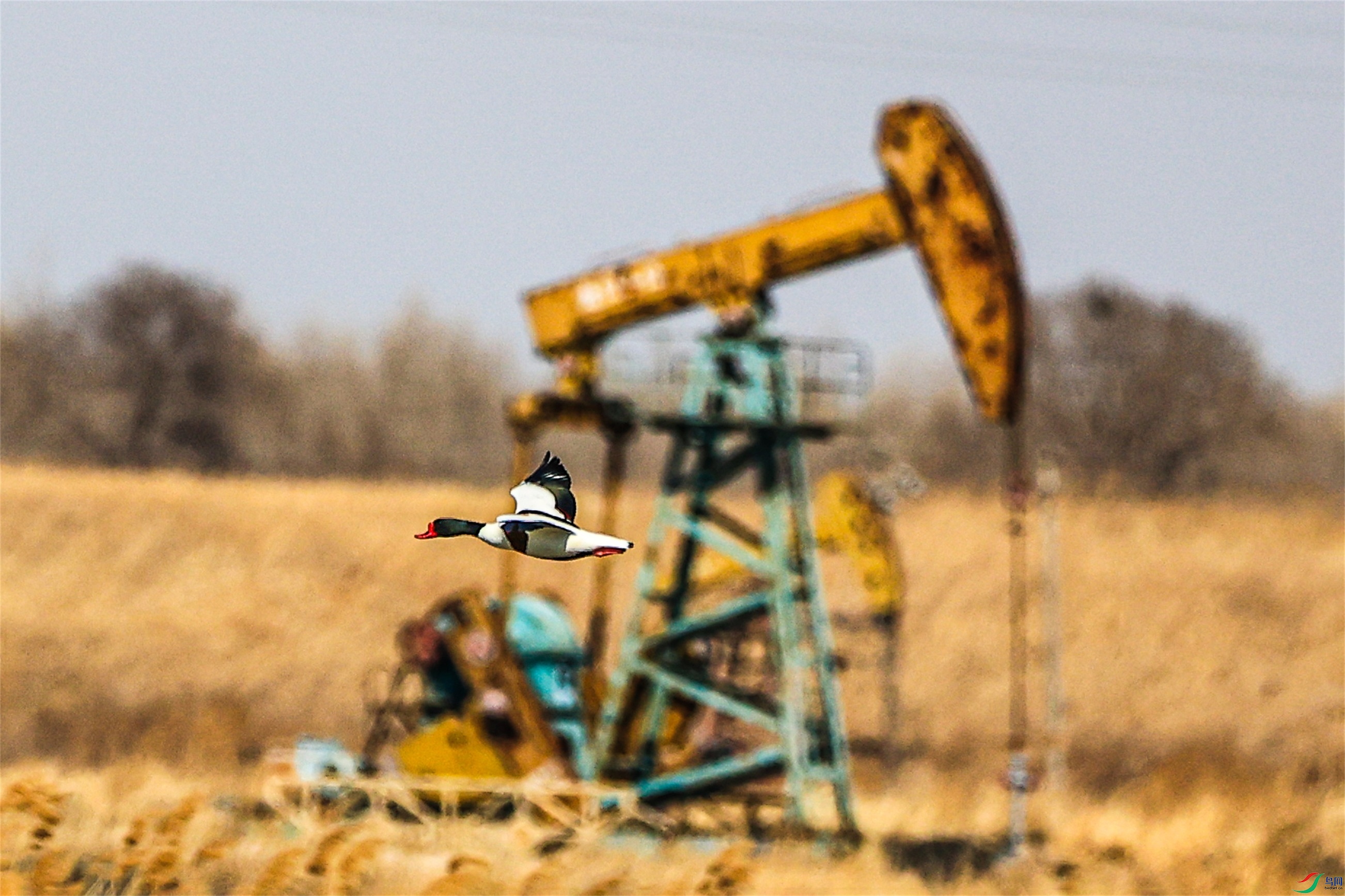 1K3A1107 ����1.jpg