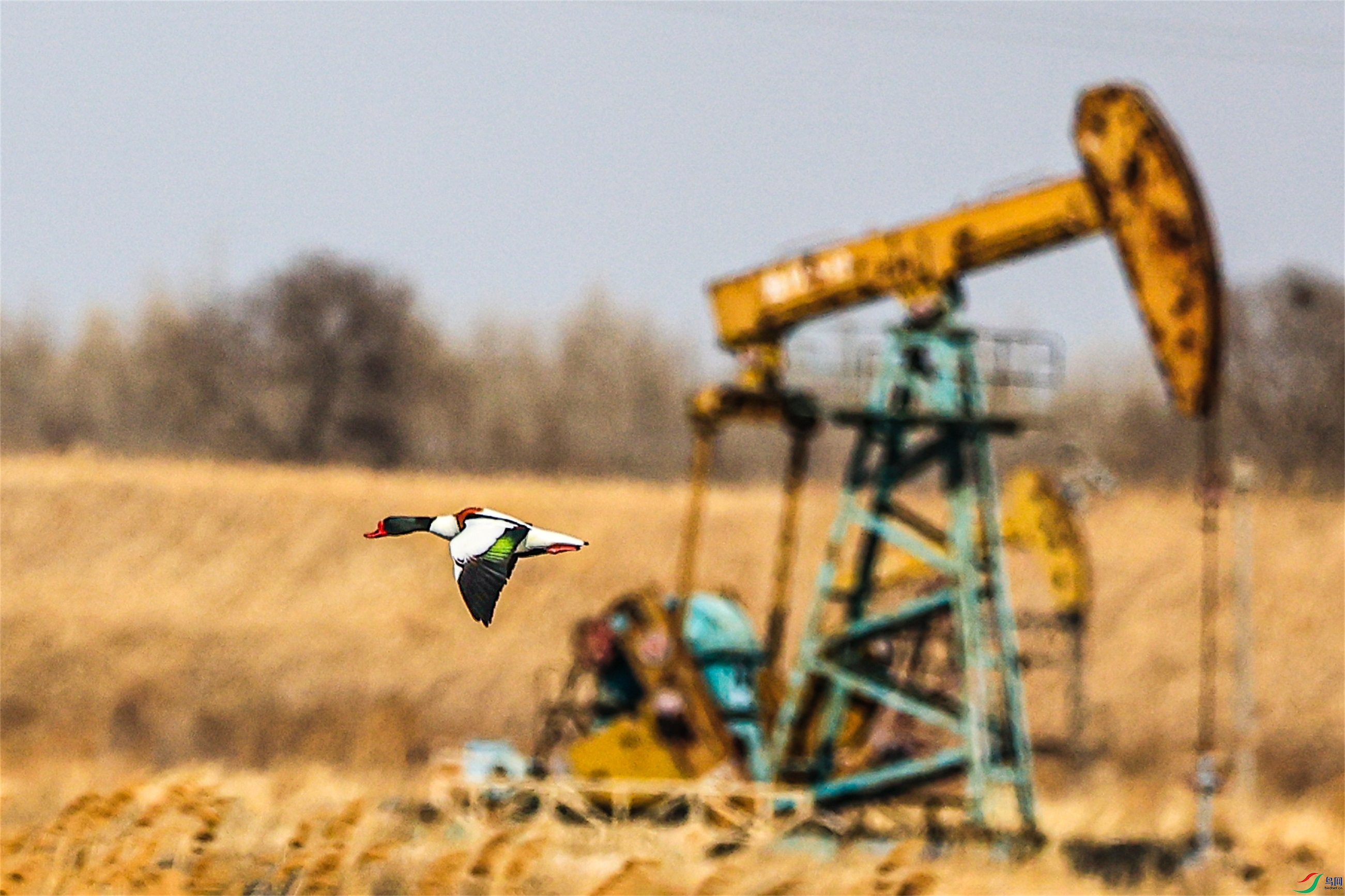 1K3A1108 ����1.jpg