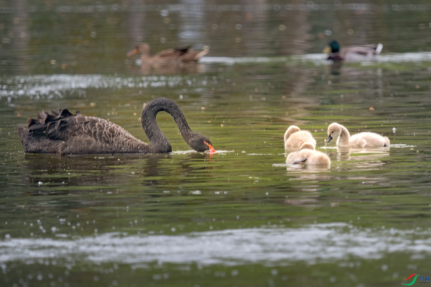 DSC_9466-2.jpg