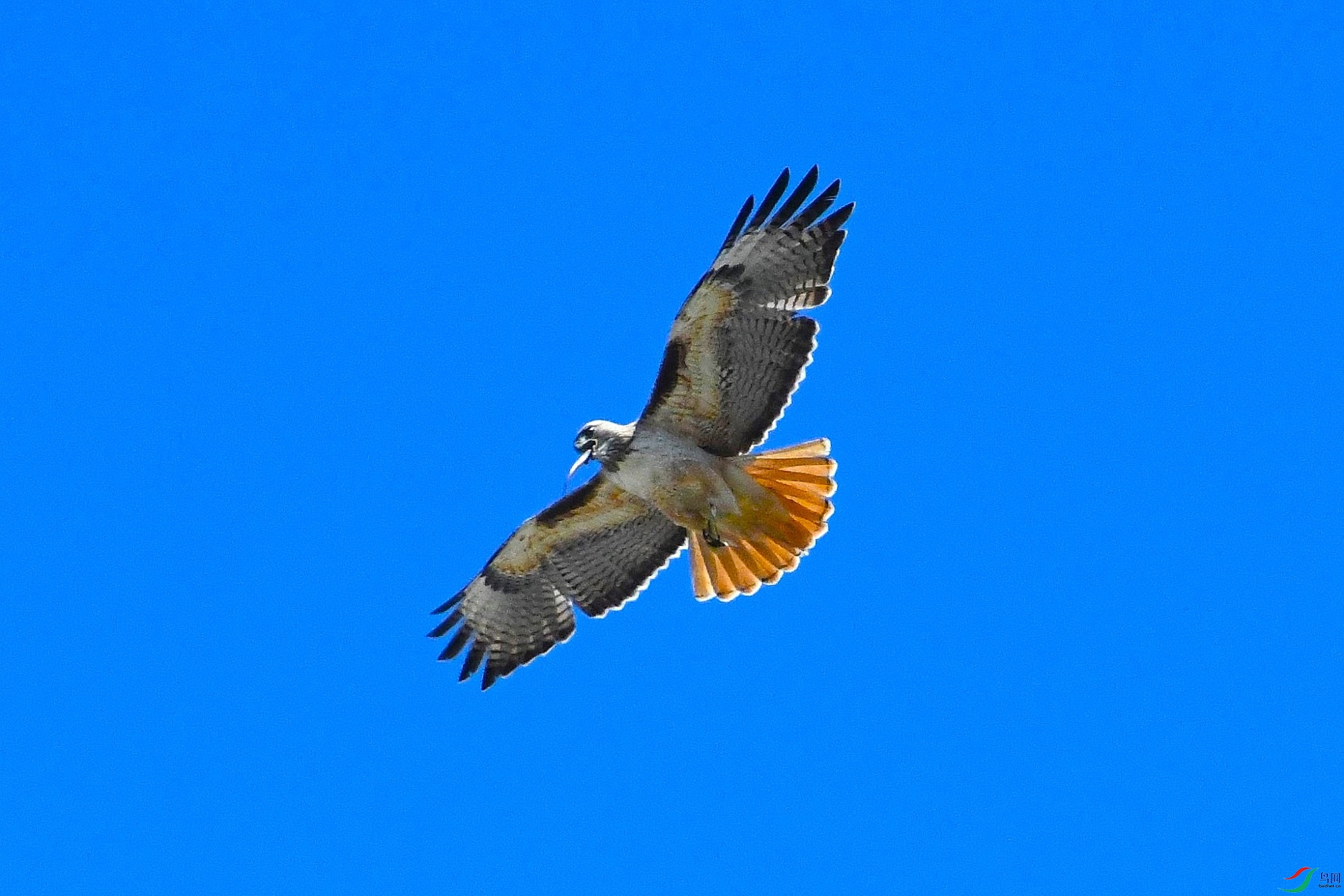 DSC_1393-��βӥ�߷ɱ���ʳ����-2100-KCAH-0402.jpg