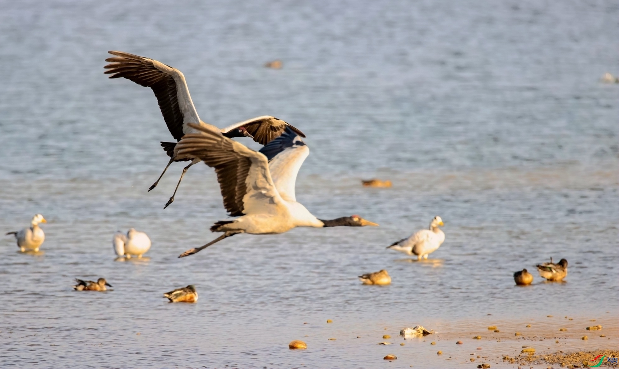 �ھ���
