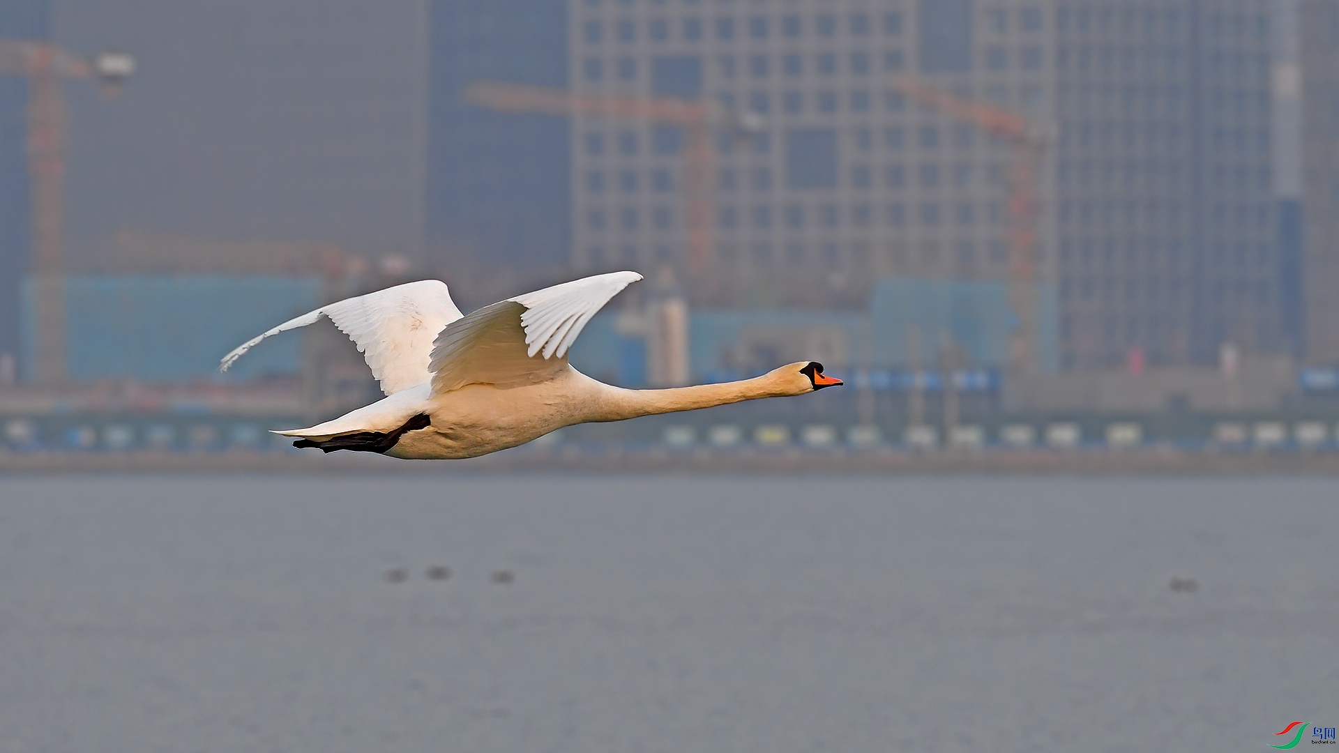 DSC_31z96.jpg