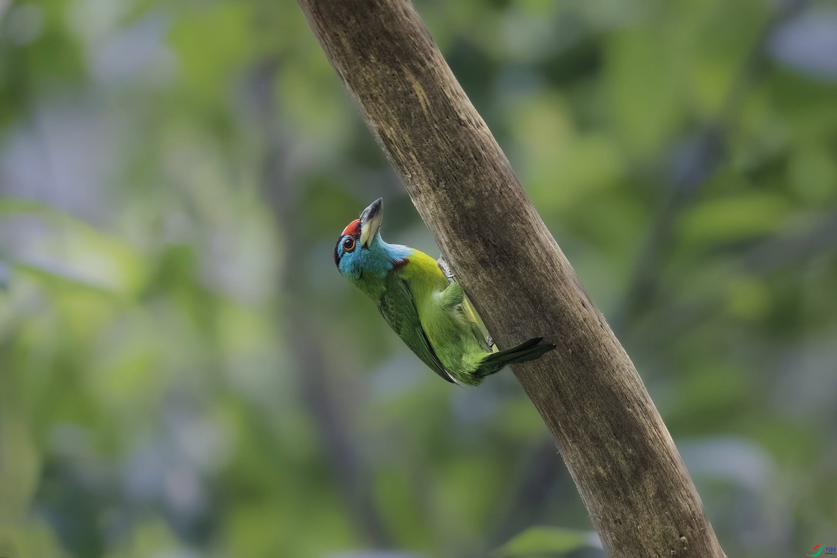 �̺�����ľ��