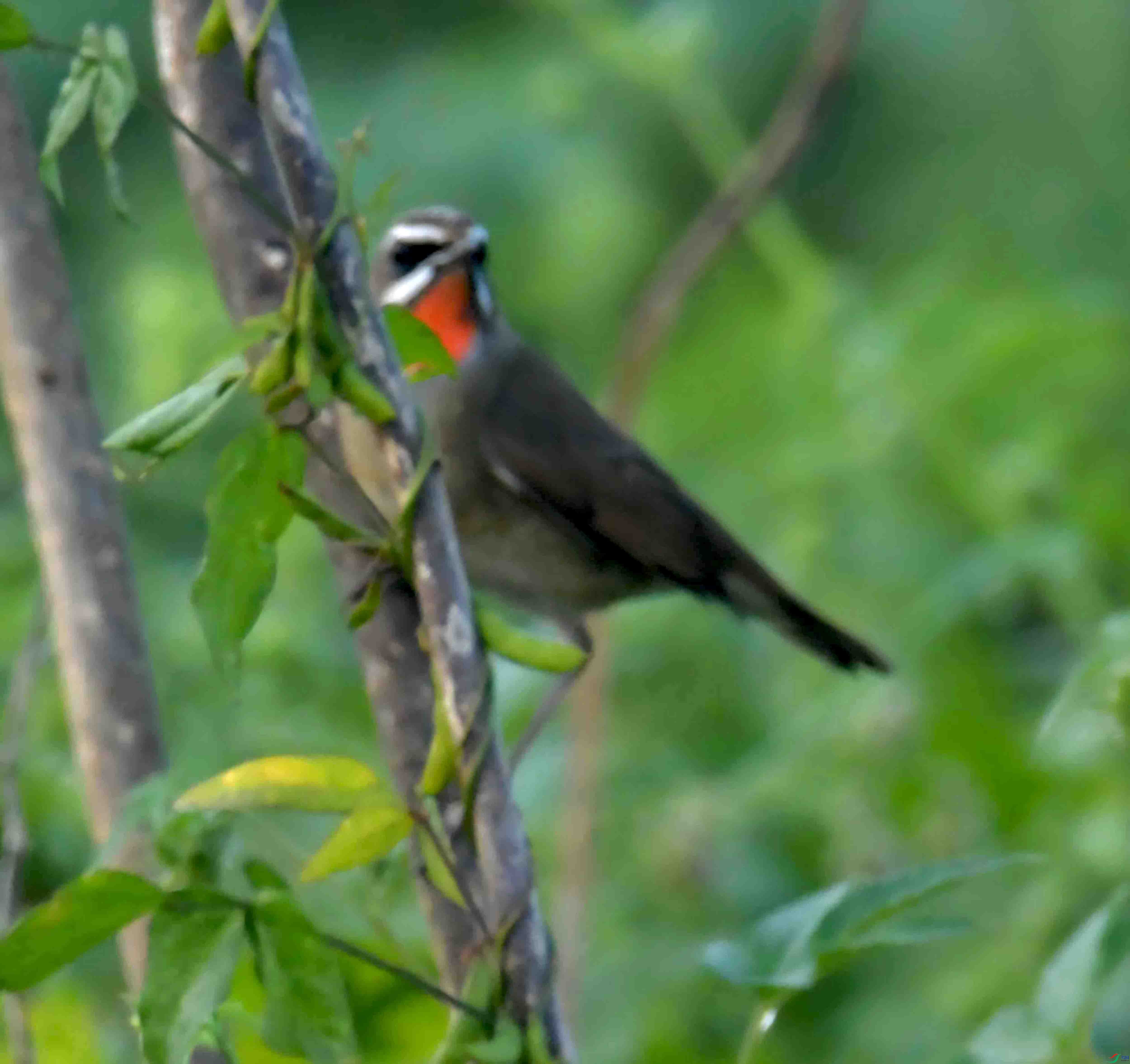 DSC_7527.JPG
