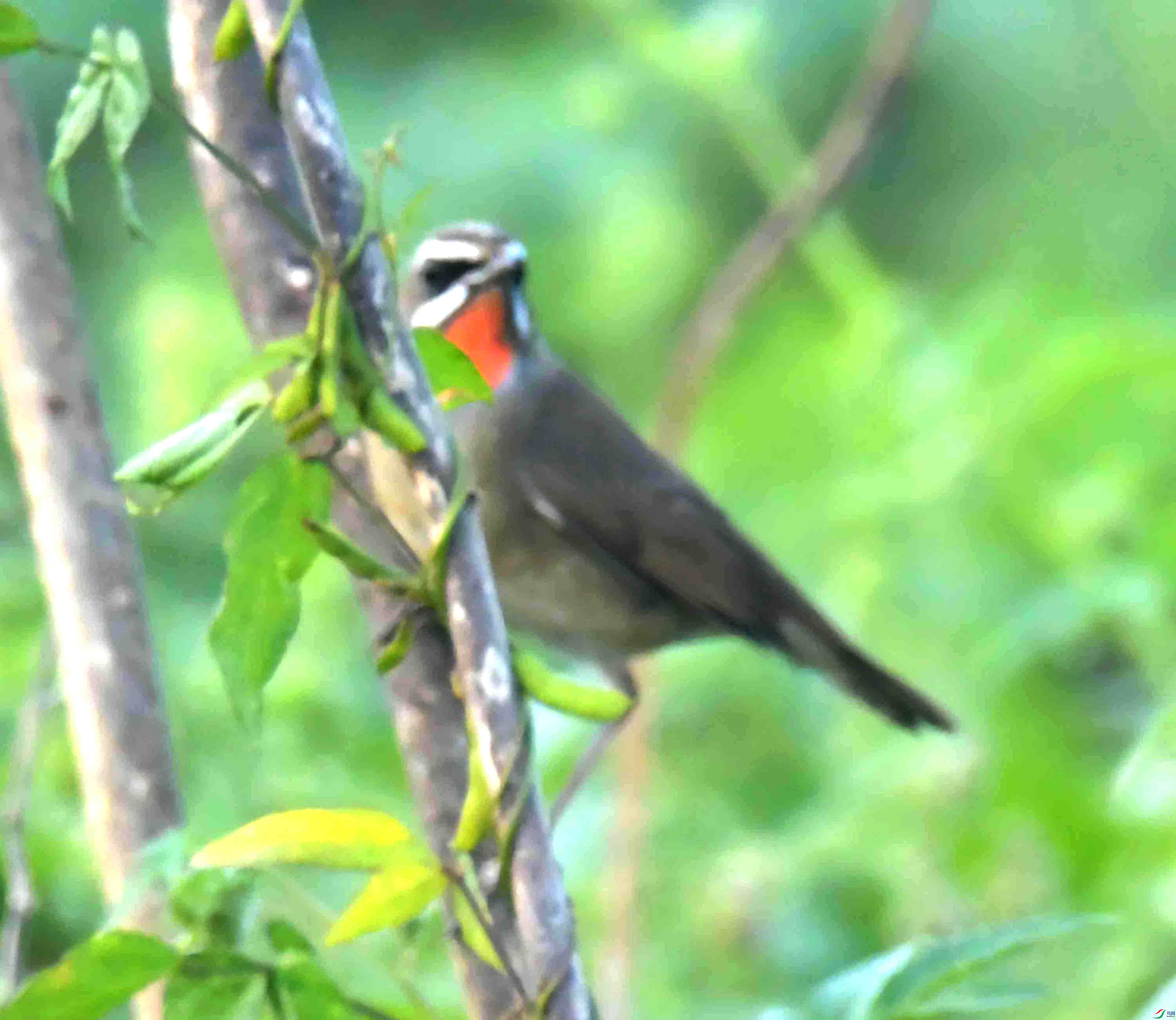 DSC_7529.JPG