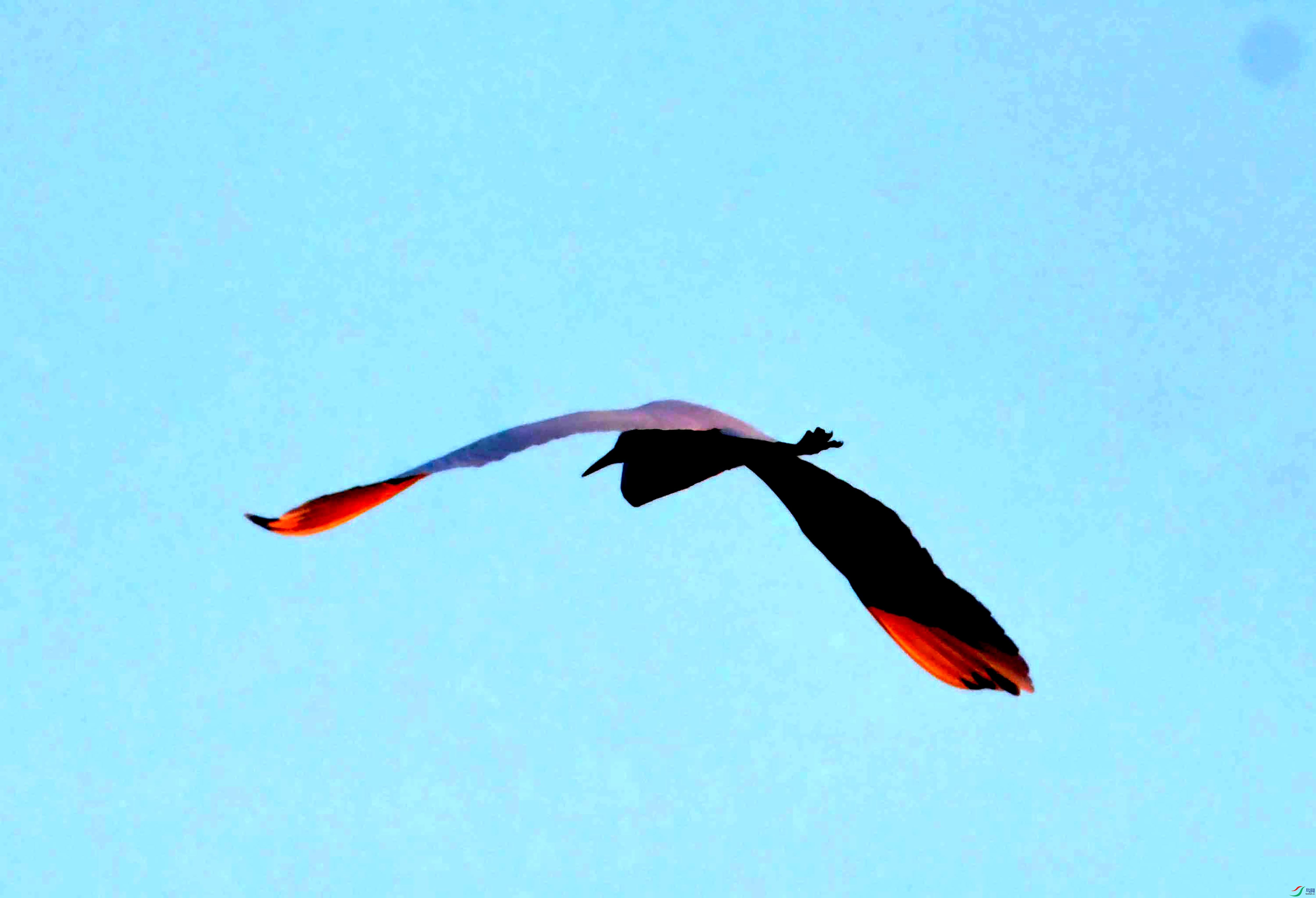DSC_1950.JPG
