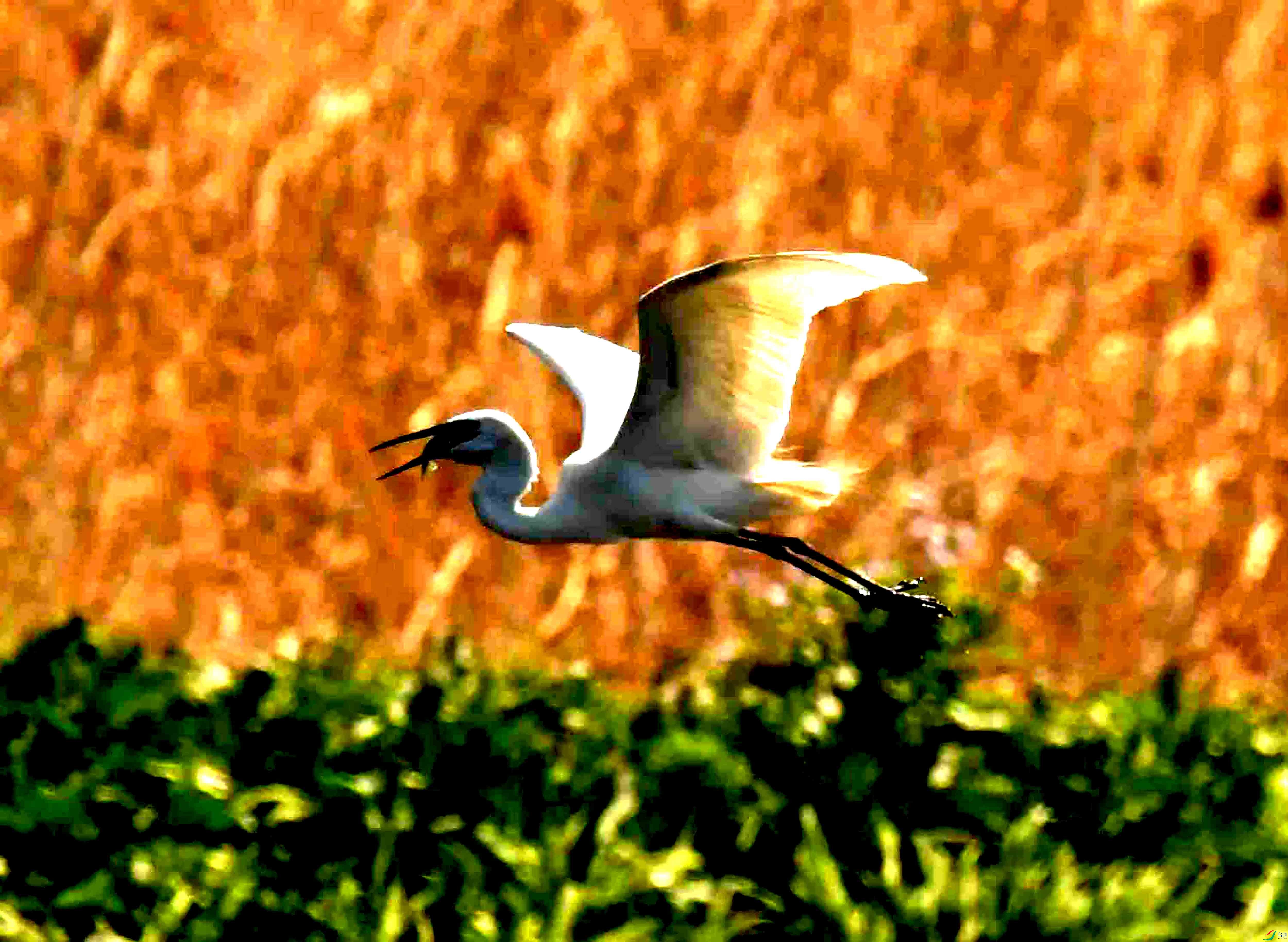DSC_2007.JPG